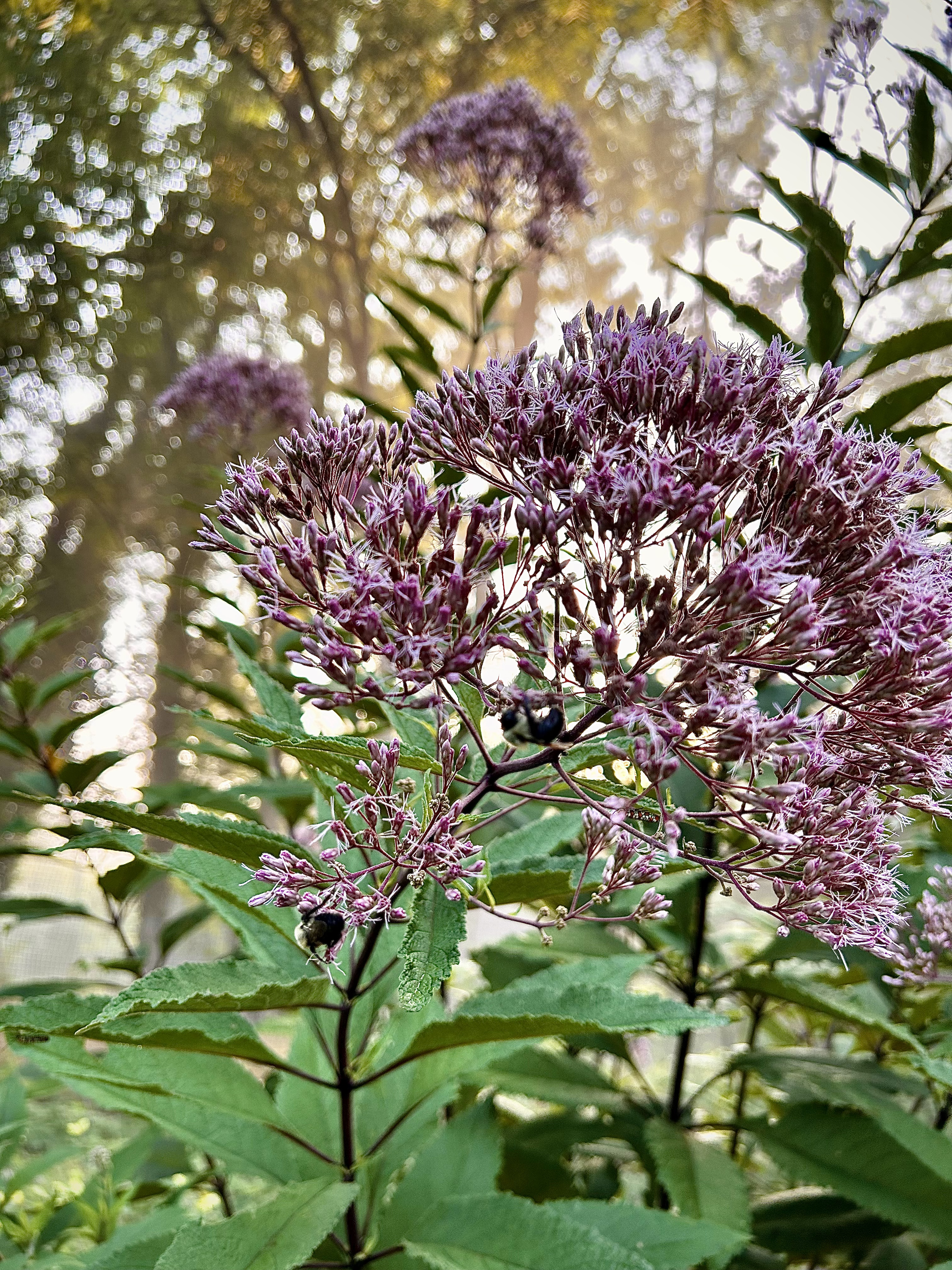 Eutrochium maculatum (Spotted Joe-Pye Weed)