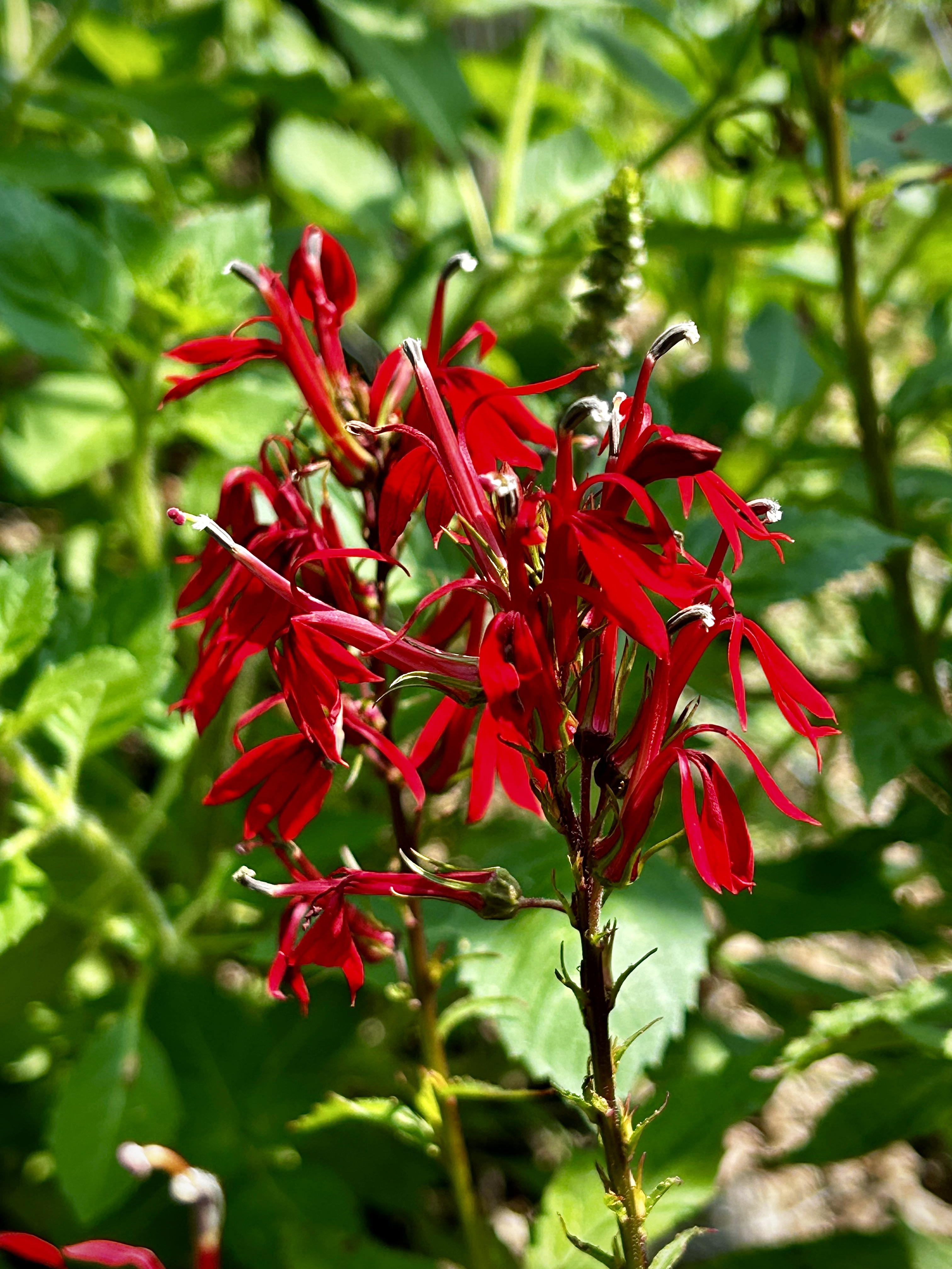 Lobelia cardinalis (Cardinal Flower)