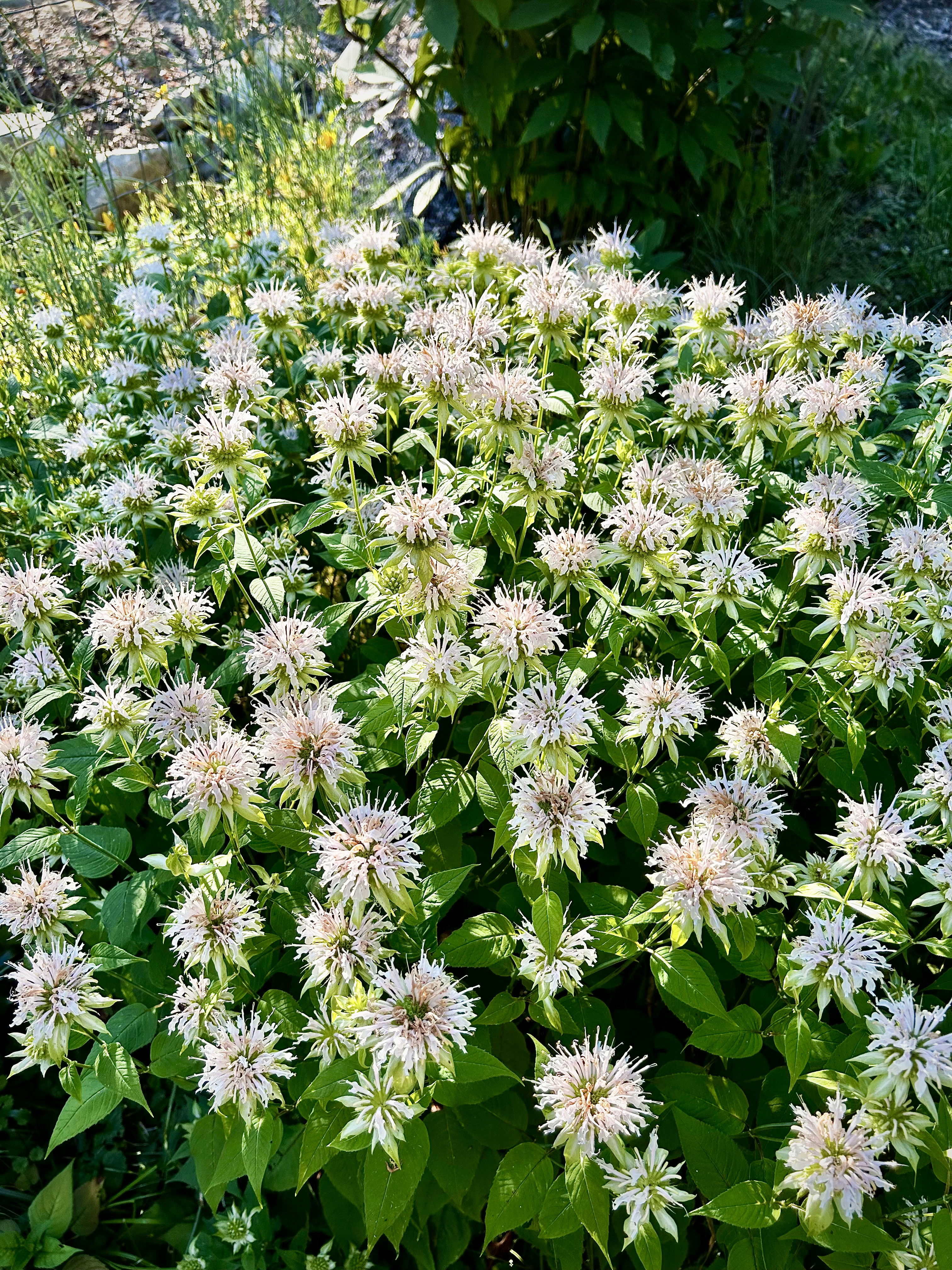 Monarda clinopodia (Basil Bee Balm)