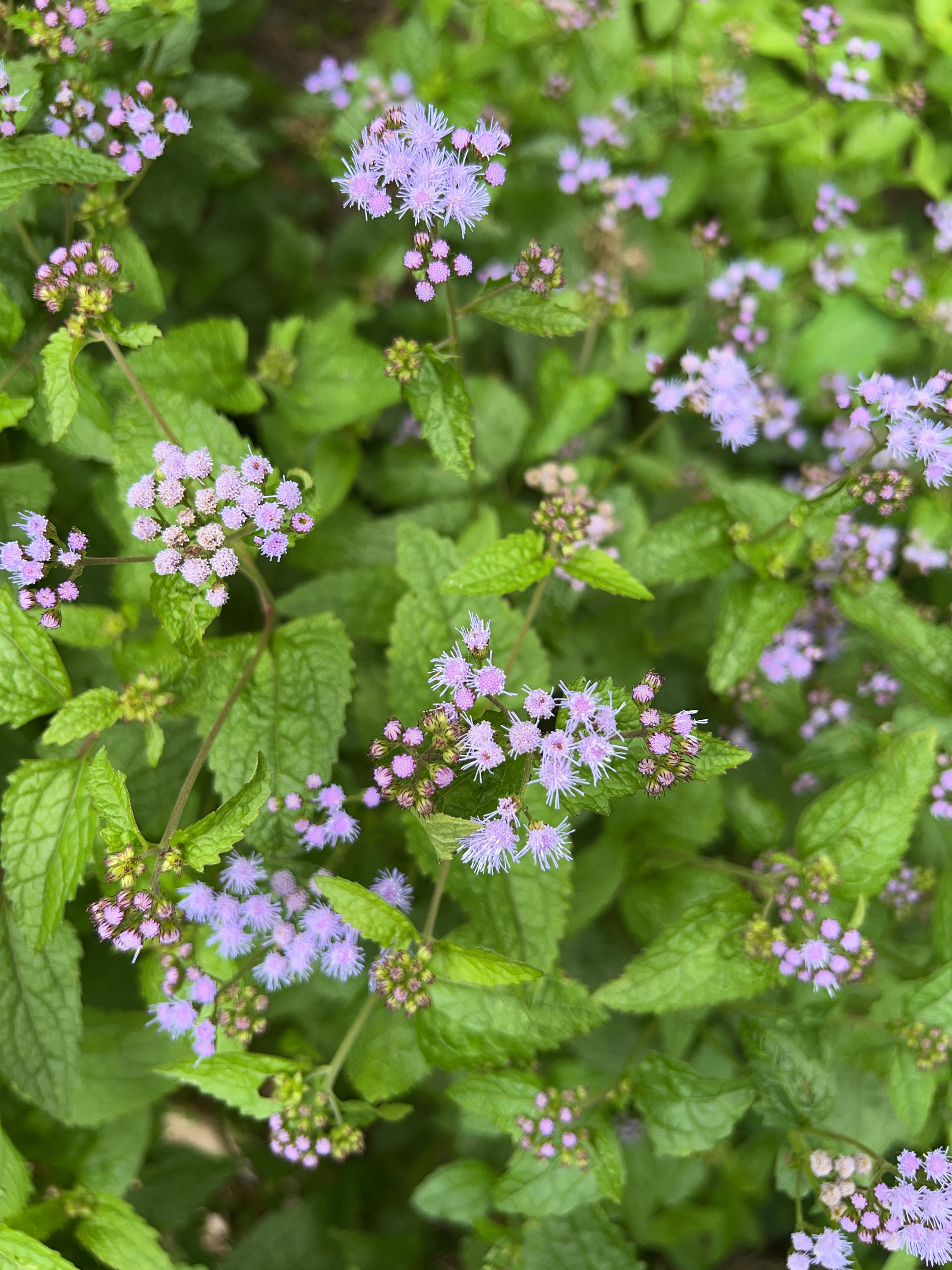 Conoclinium coelestinum (Blue Mistflower)