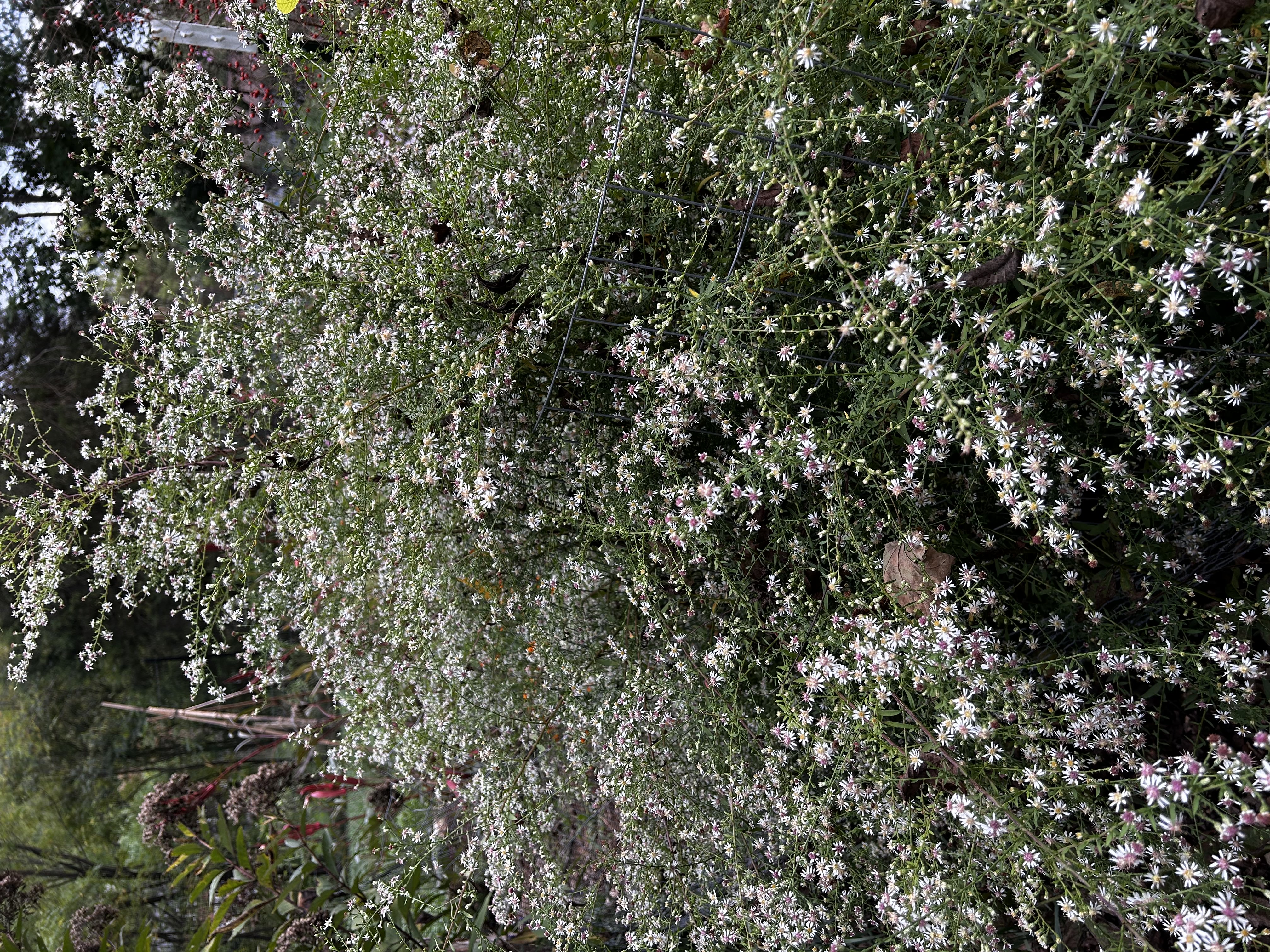 Symphyotrichum lateriflorum (Calico Aster)