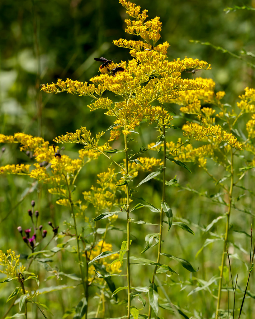 Solidago odora (Anise-Scented Goldenrod)