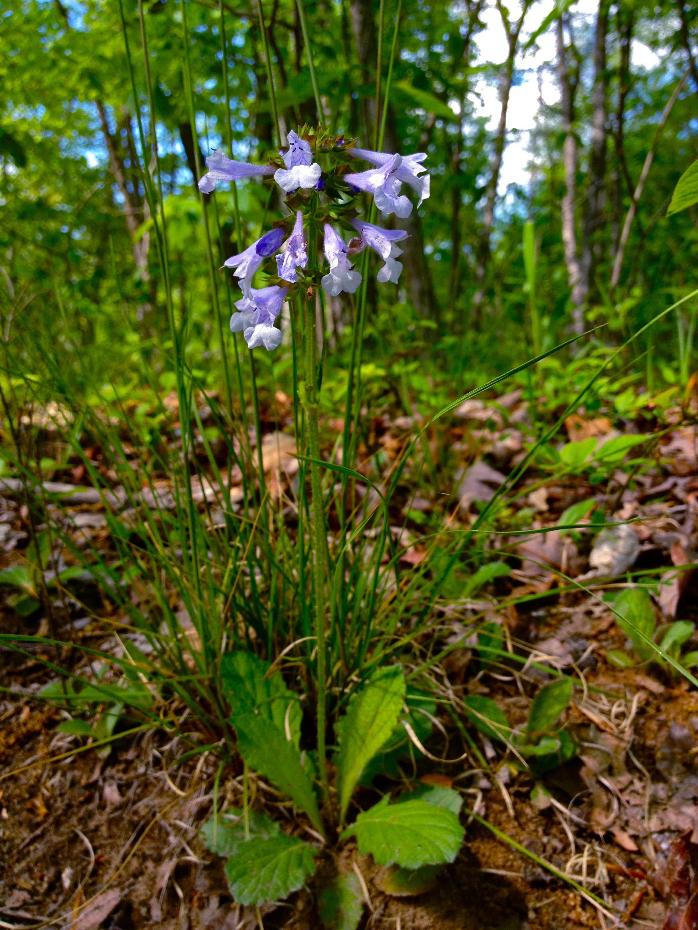 Salvia lyrata (Lyreleaf Sage)