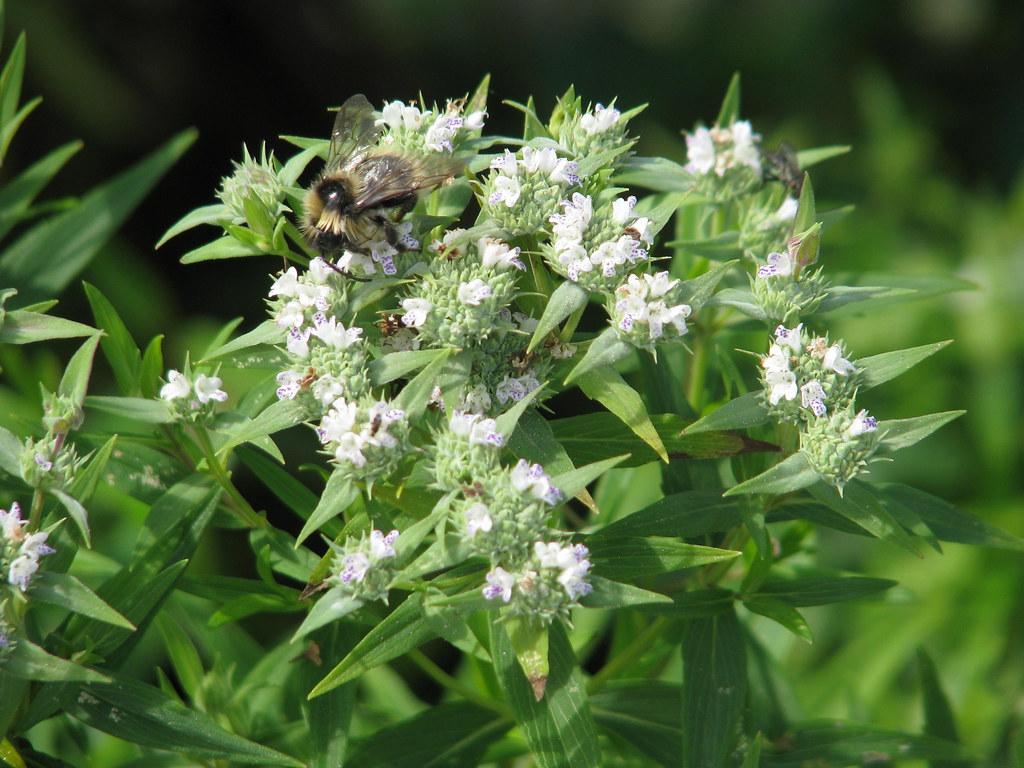 Pycnanthemum tenuifolium (Slender Mountain Mint)