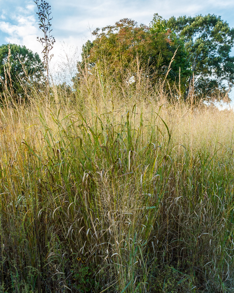 Panicum virgatum (Switchgrass)