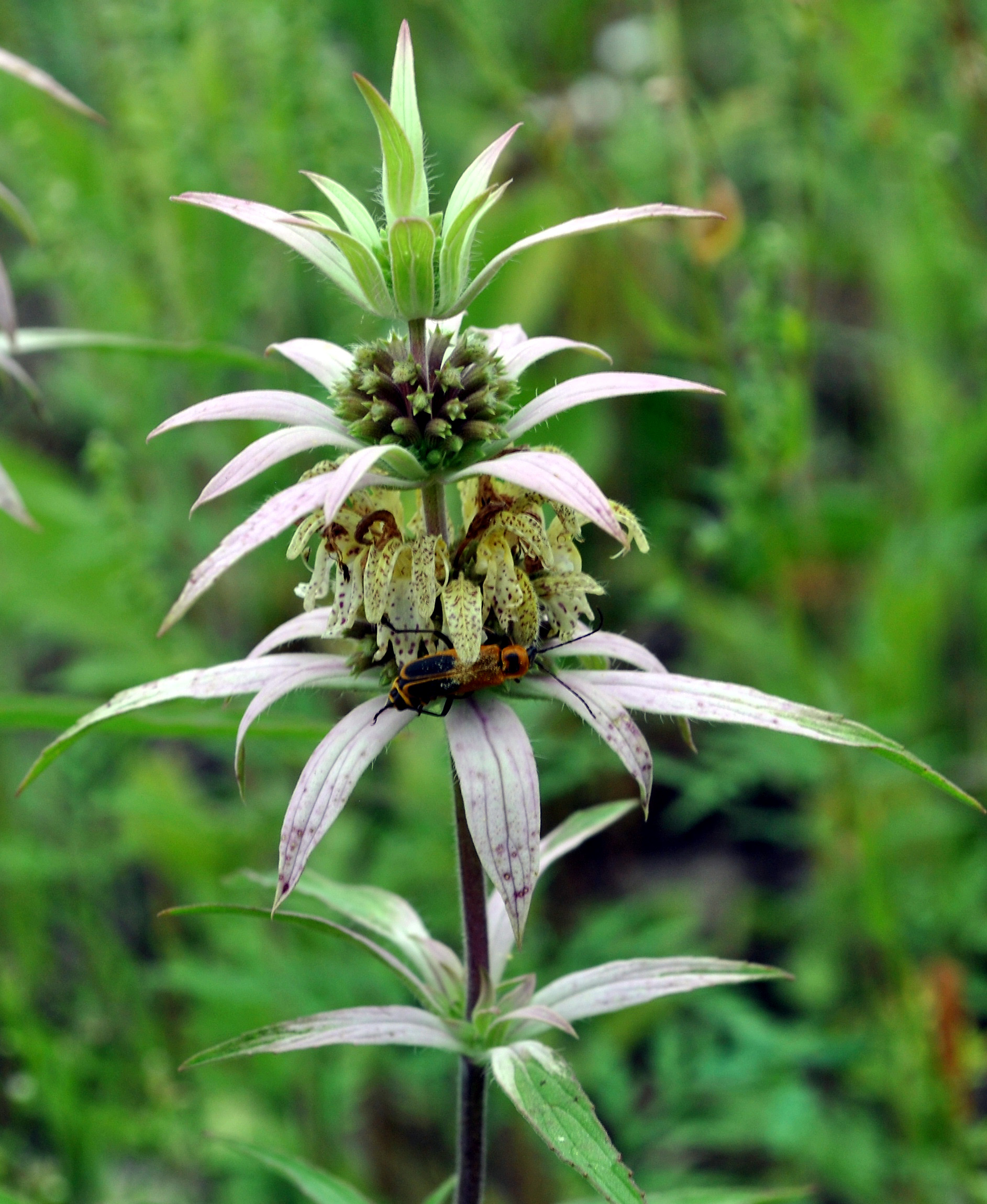 Monarda punctata (Spotted Bee Balm)