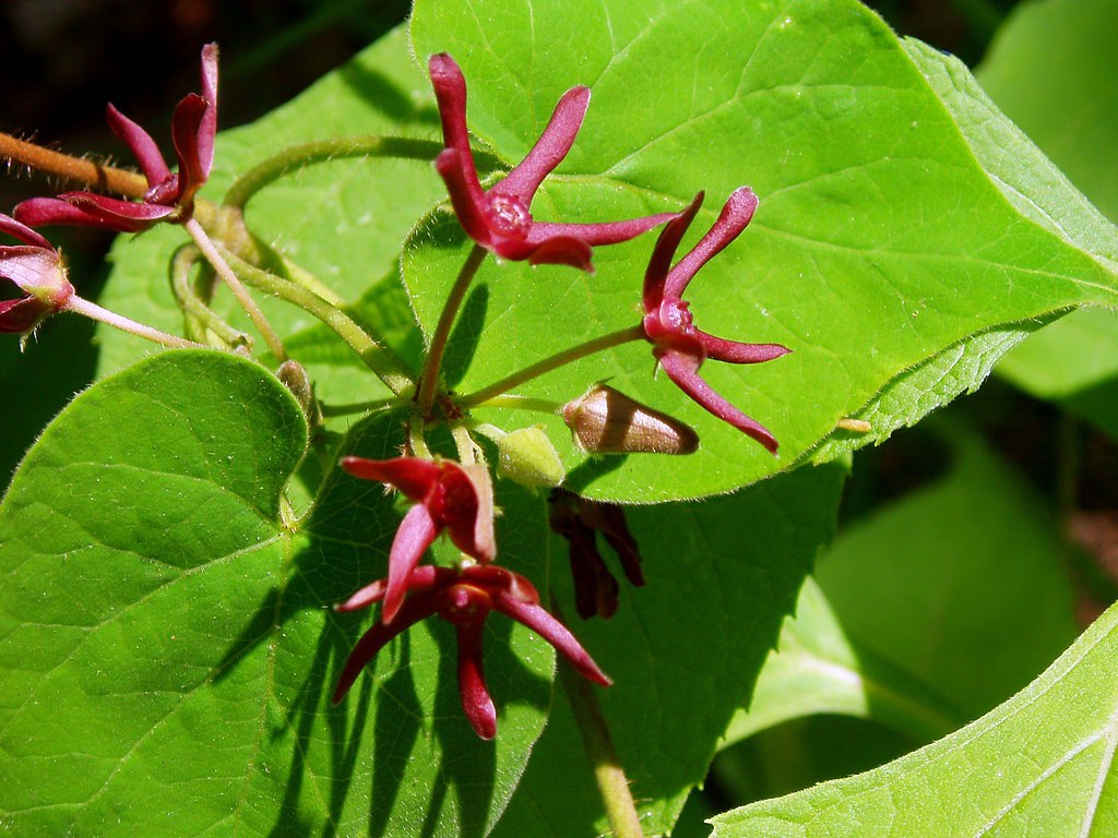 Matelea obliqua (Climbing Milkweed)