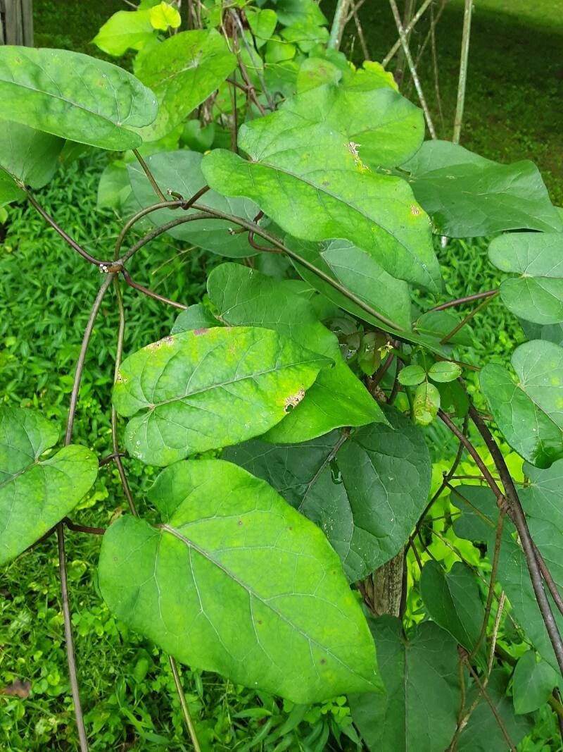 Matelea obliqua (Climbing Milkweed)