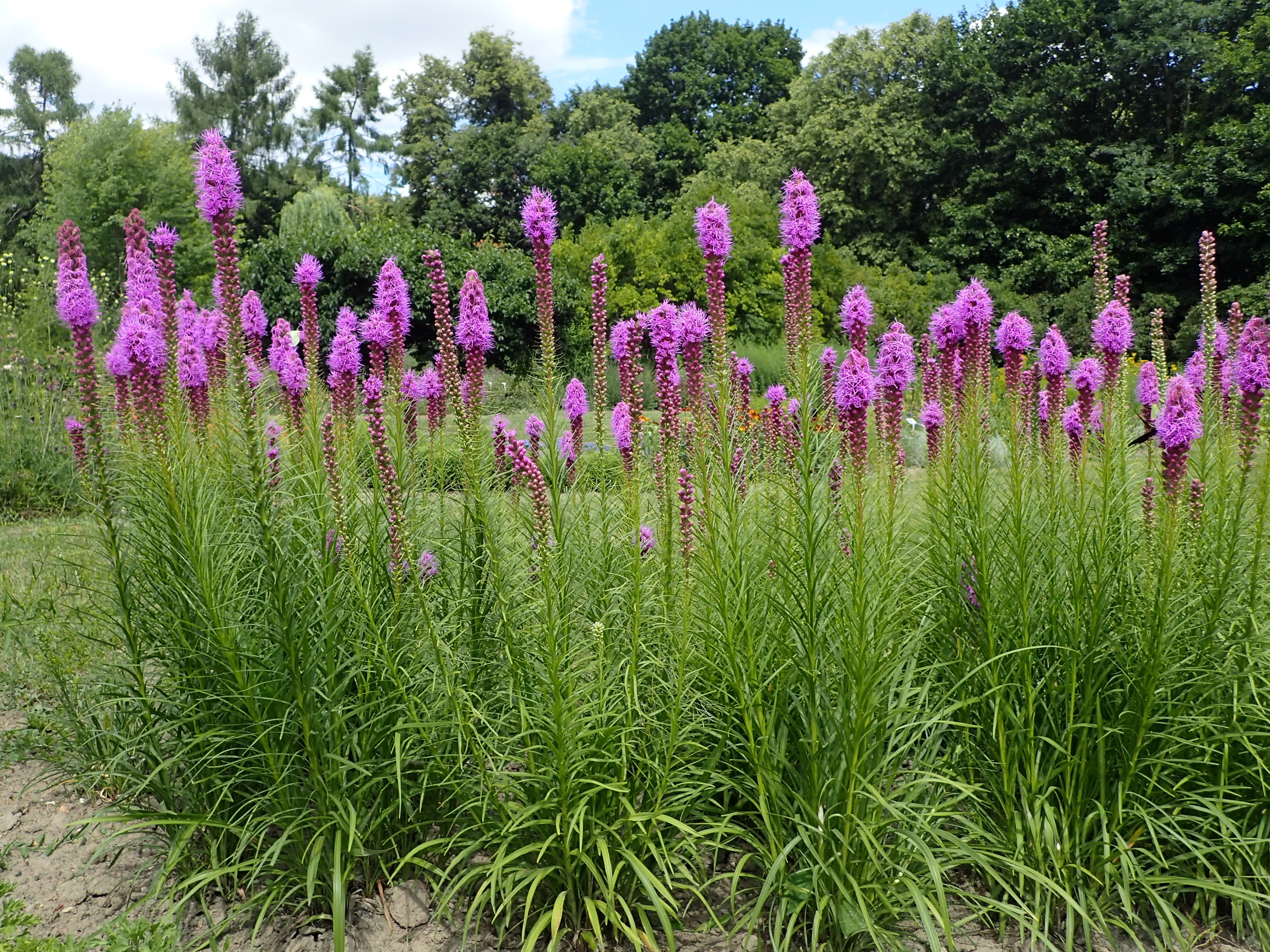 Liatris spicata (Dense Blazing Star)