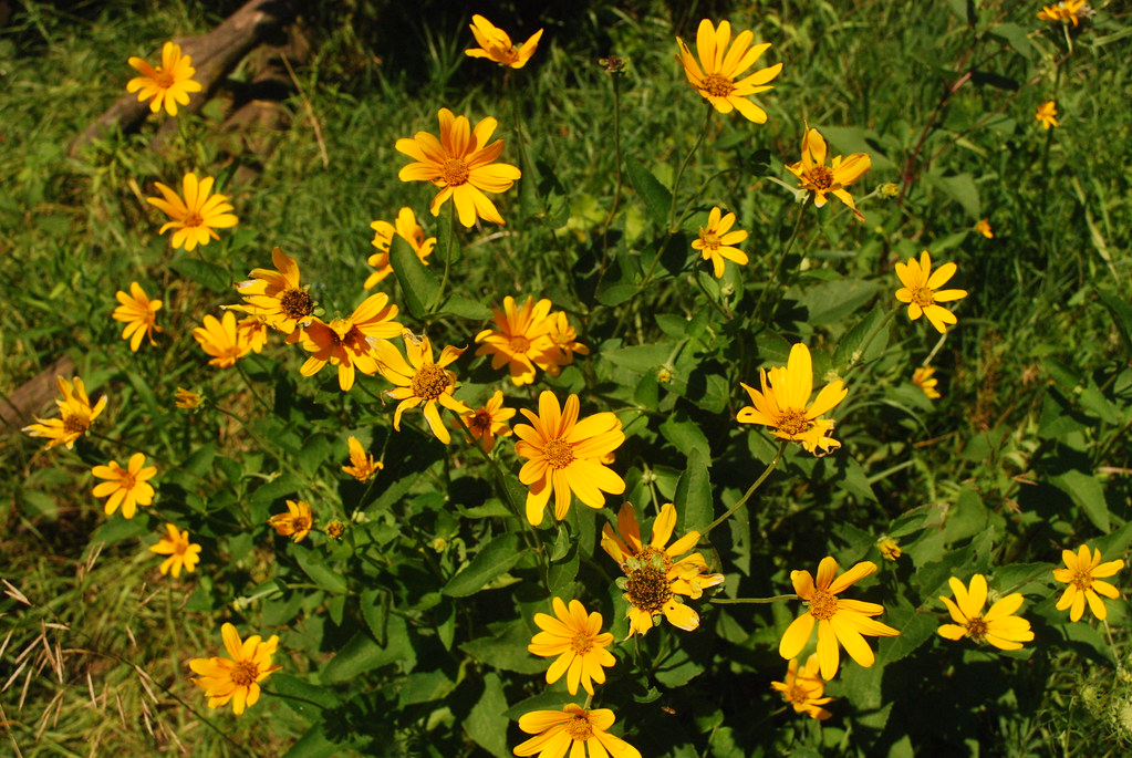 Heliopsis helianthoides (False Sunflower)