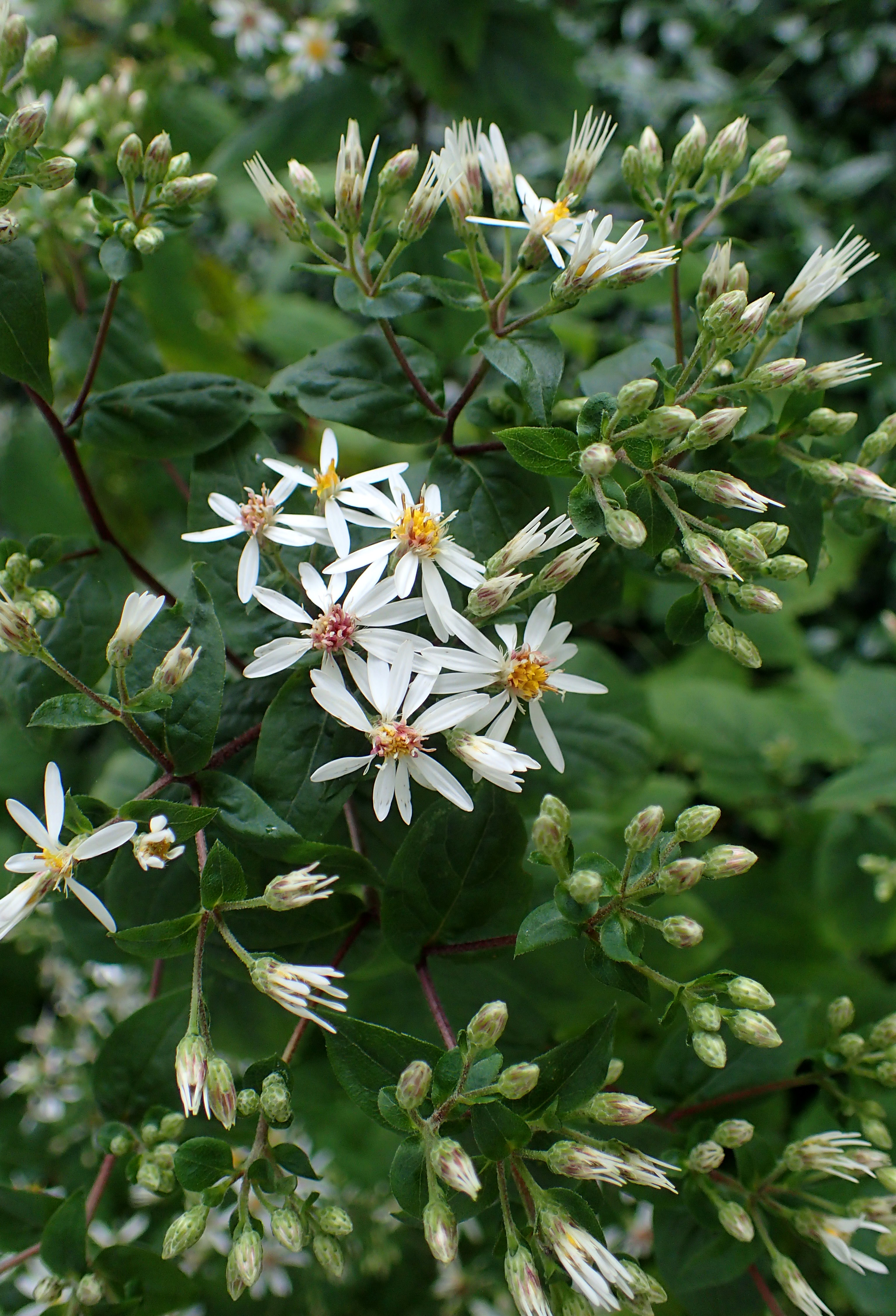 Eurybia divaricata (White Wood Aster)