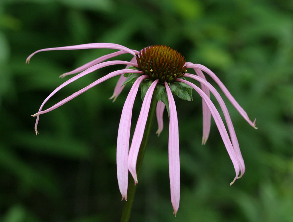 Echinacea laevigata (Smooth Coneflower)