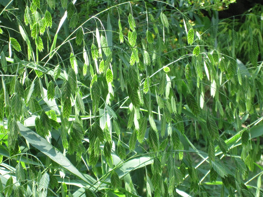 Chasmanthium latifolium (River Oats)