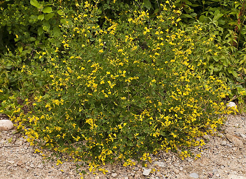 Baptisia tinctoria (Yellow False Indigo)