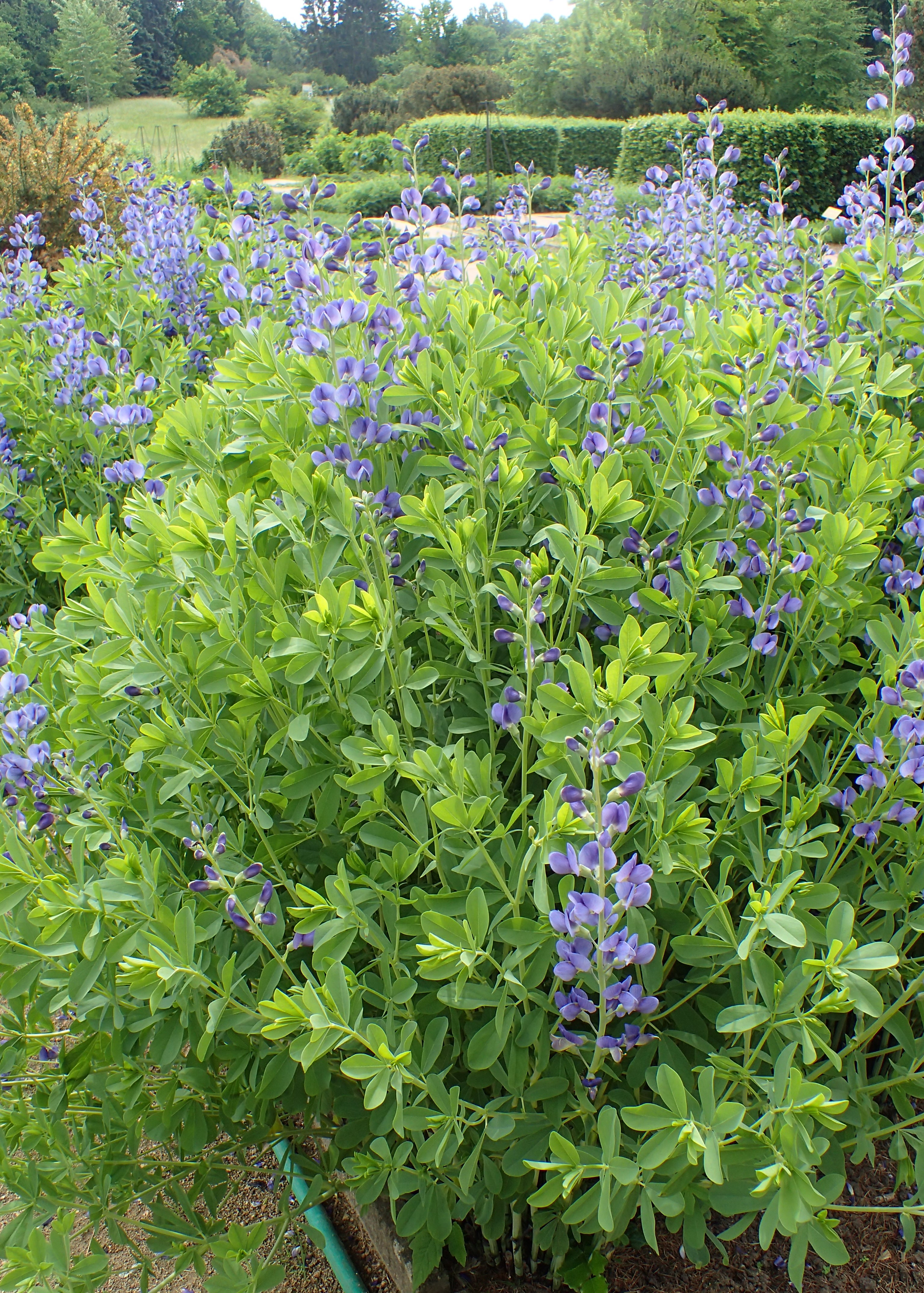 Baptisia australis (Blue False Indigo)