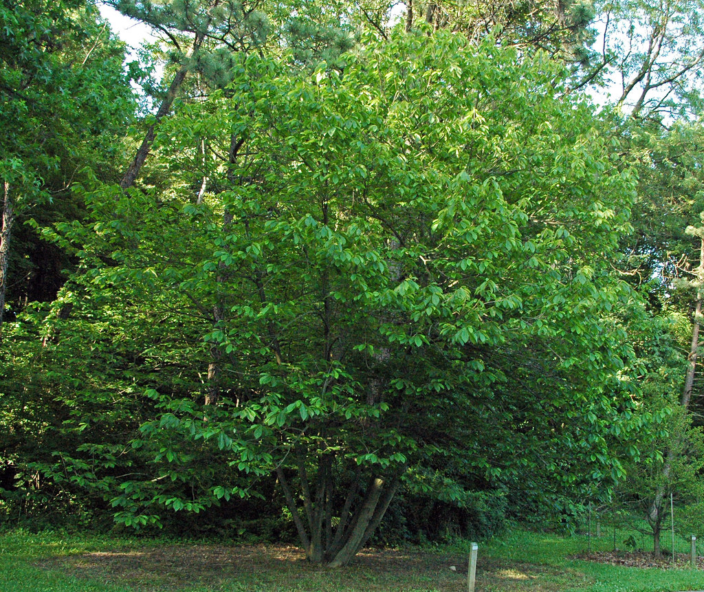 Asimina triloba (Pawpaw)