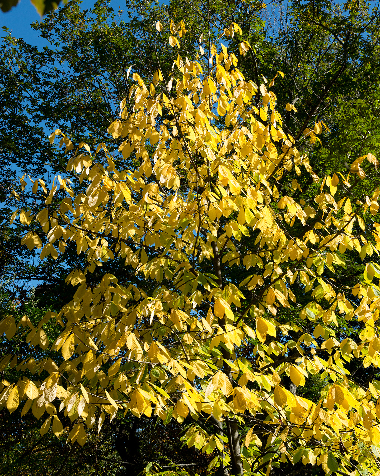 Asimina triloba (Pawpaw)