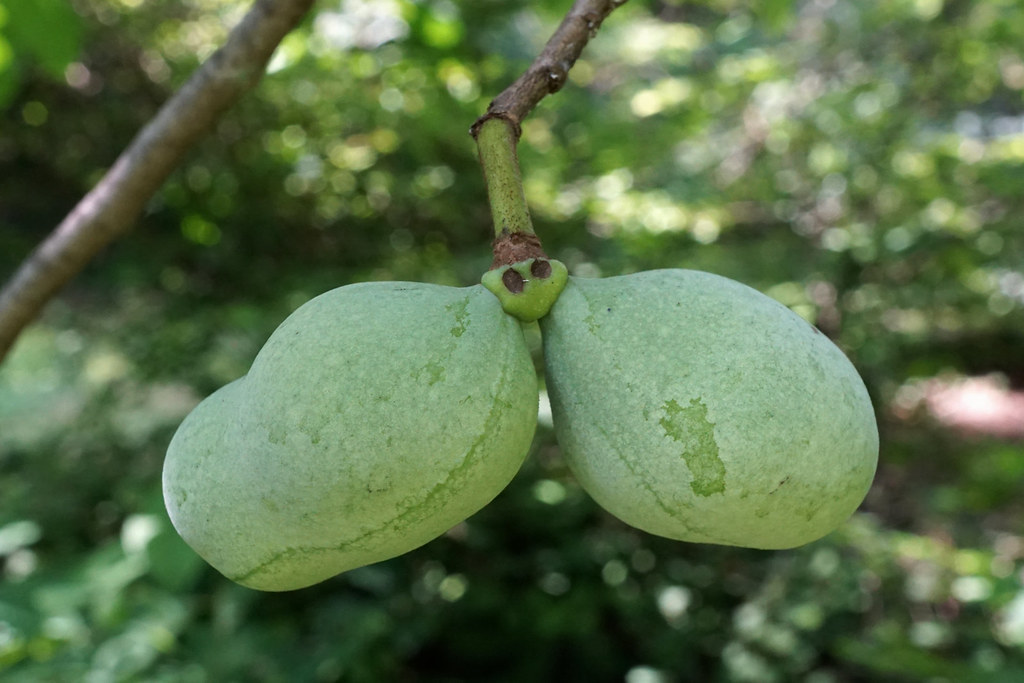 Asimina triloba (Pawpaw)