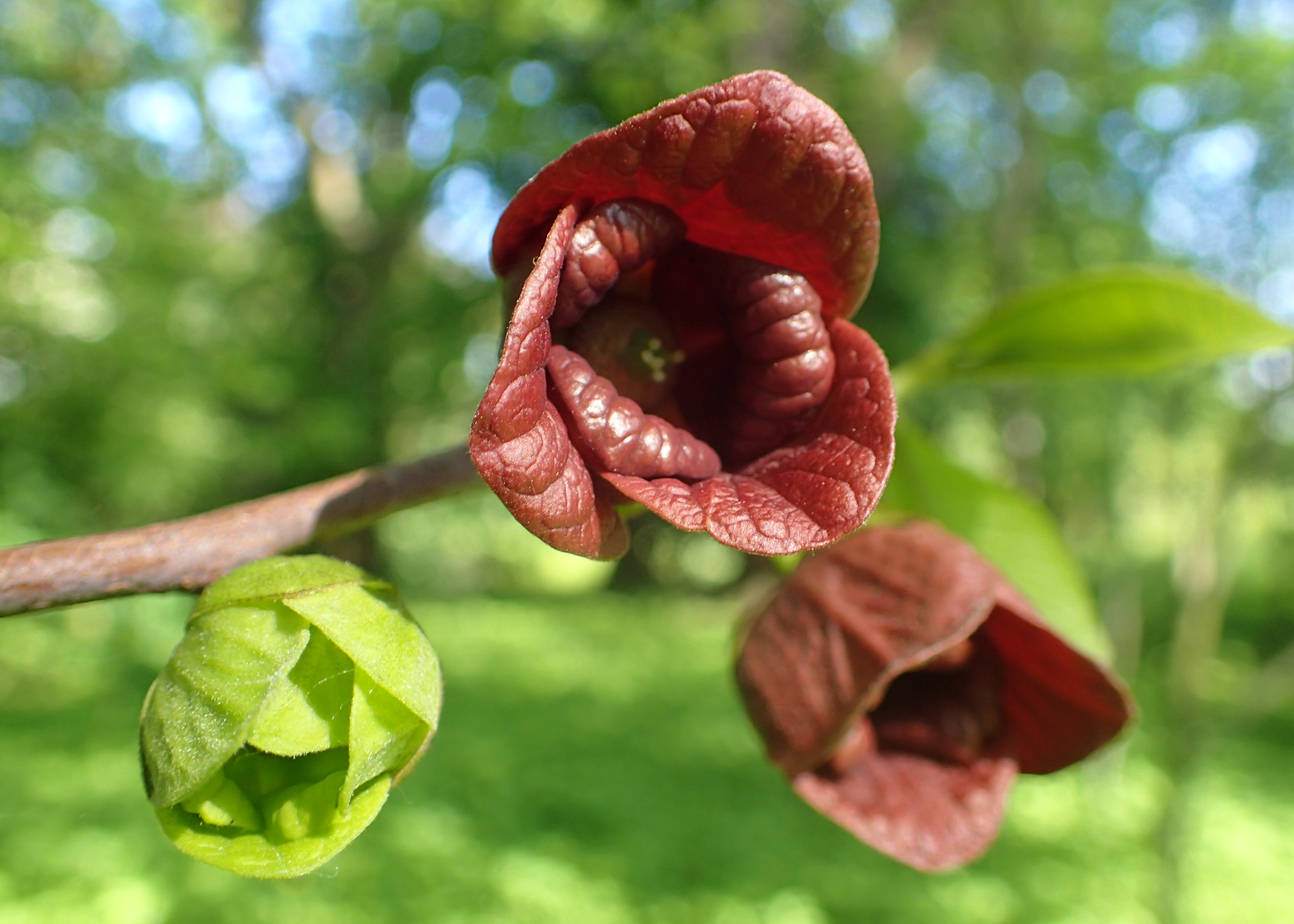 Asimina triloba (Pawpaw)