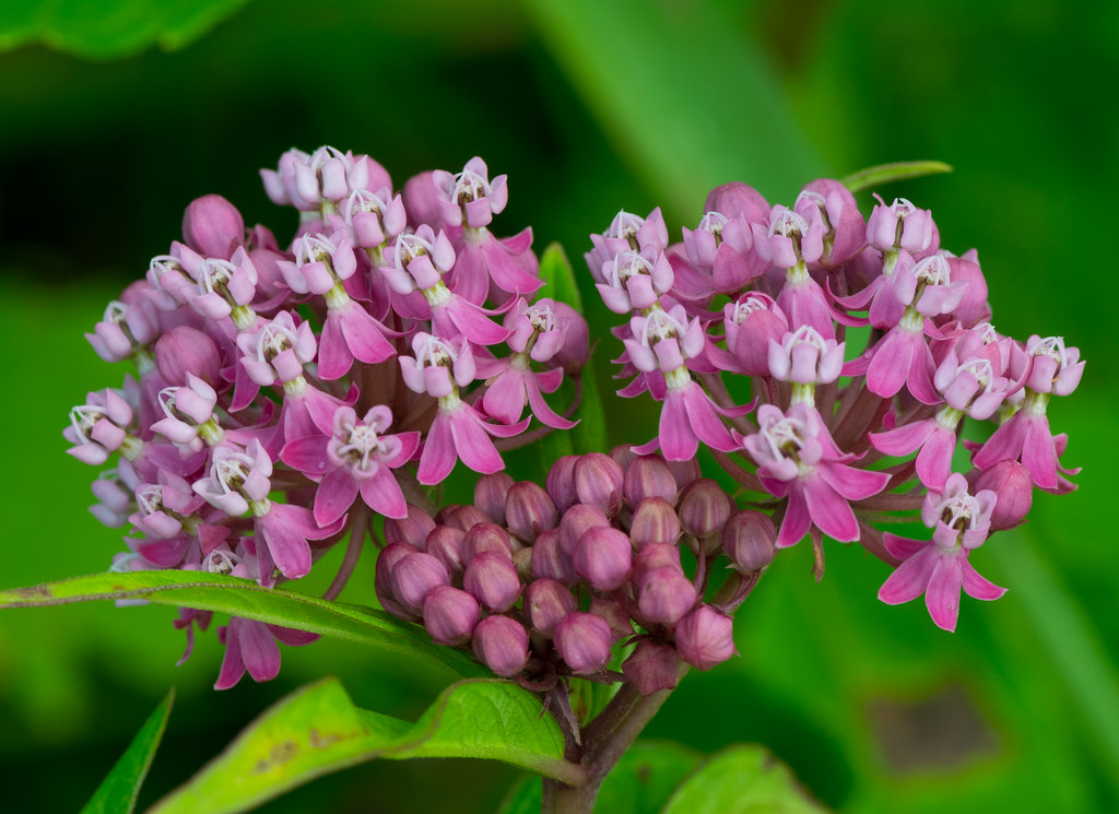 Asclepias incarnata (Swamp Milkweed)