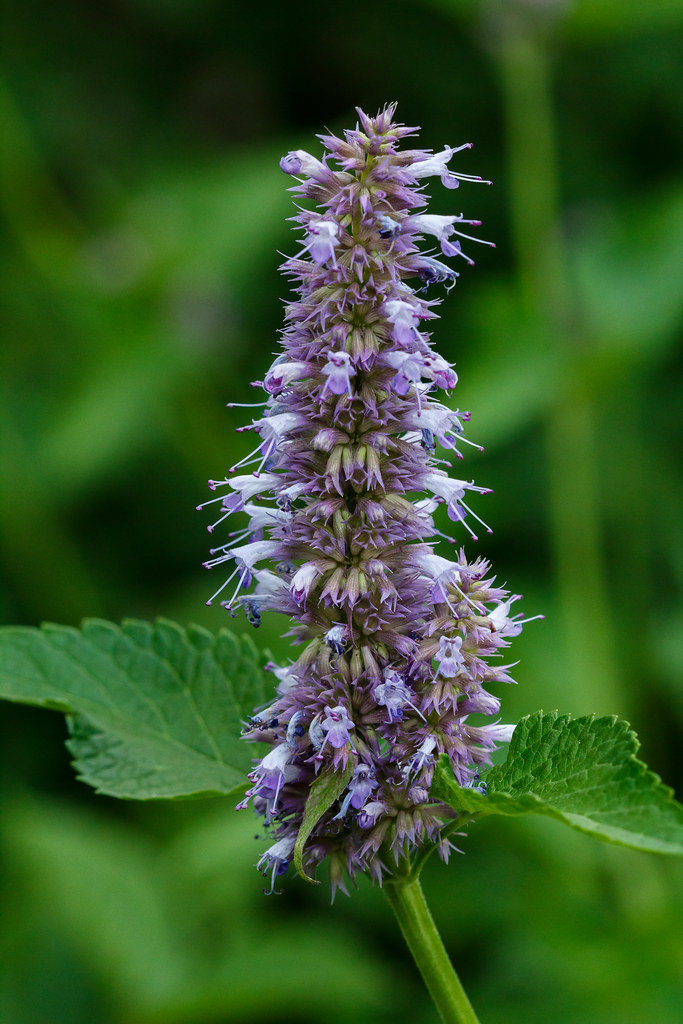 Agastache scrophulariifolia (Giant Purple Hyssop)