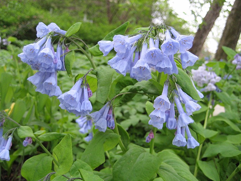 Mertensia virginica (Virginia Bluebells)