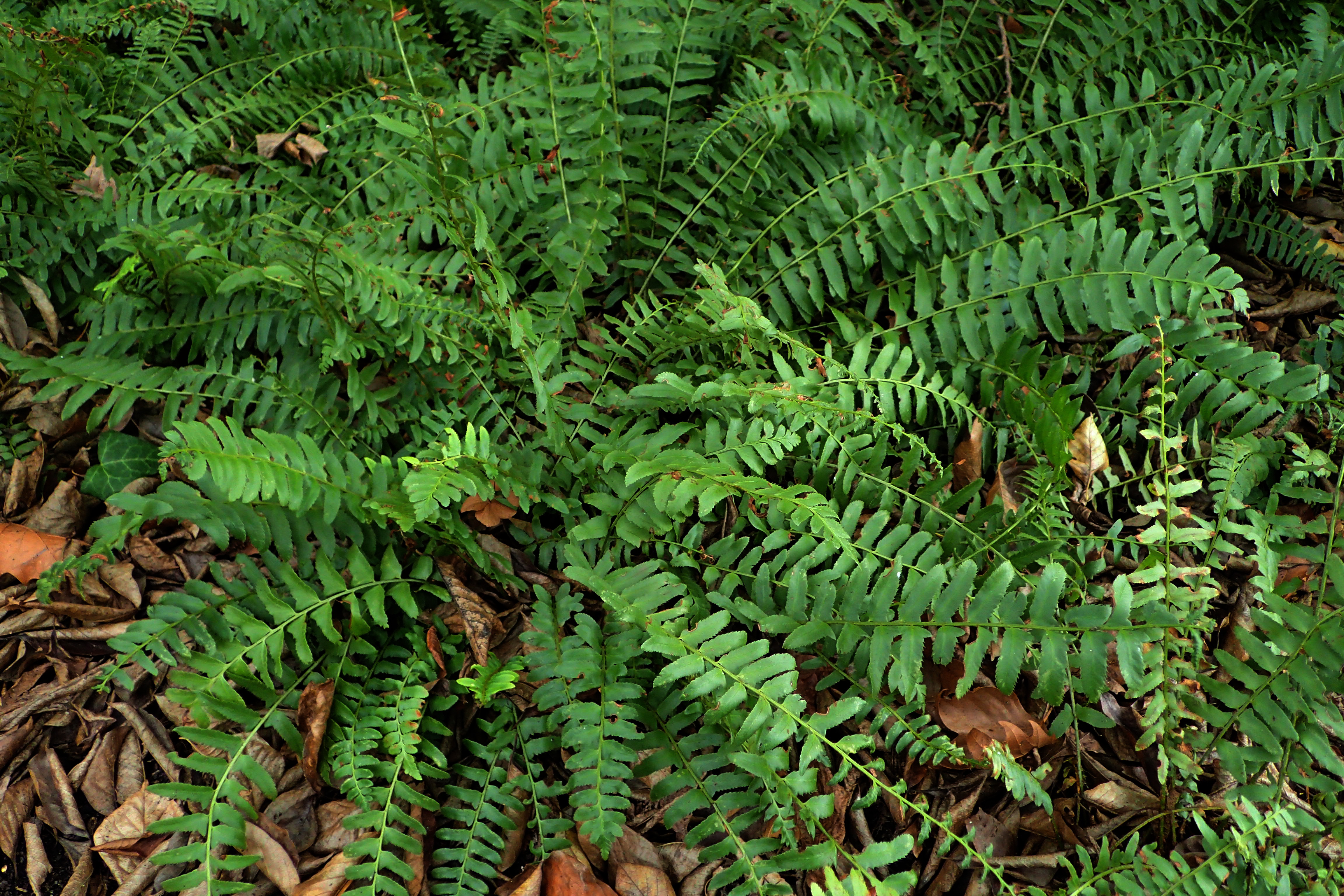 Polystichum acrosticoides (Christmas Fern)