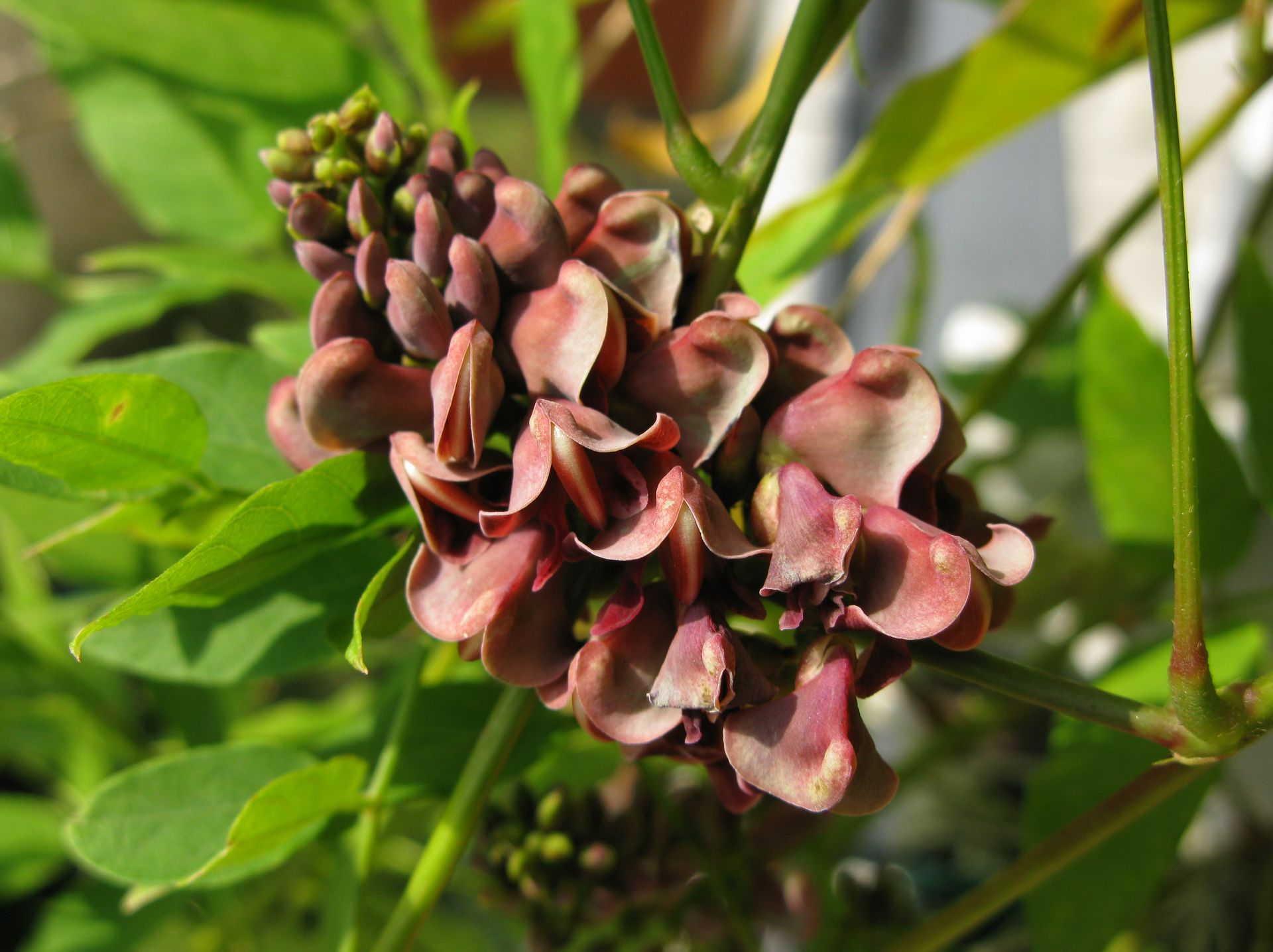 Apios americana (Groundnut)