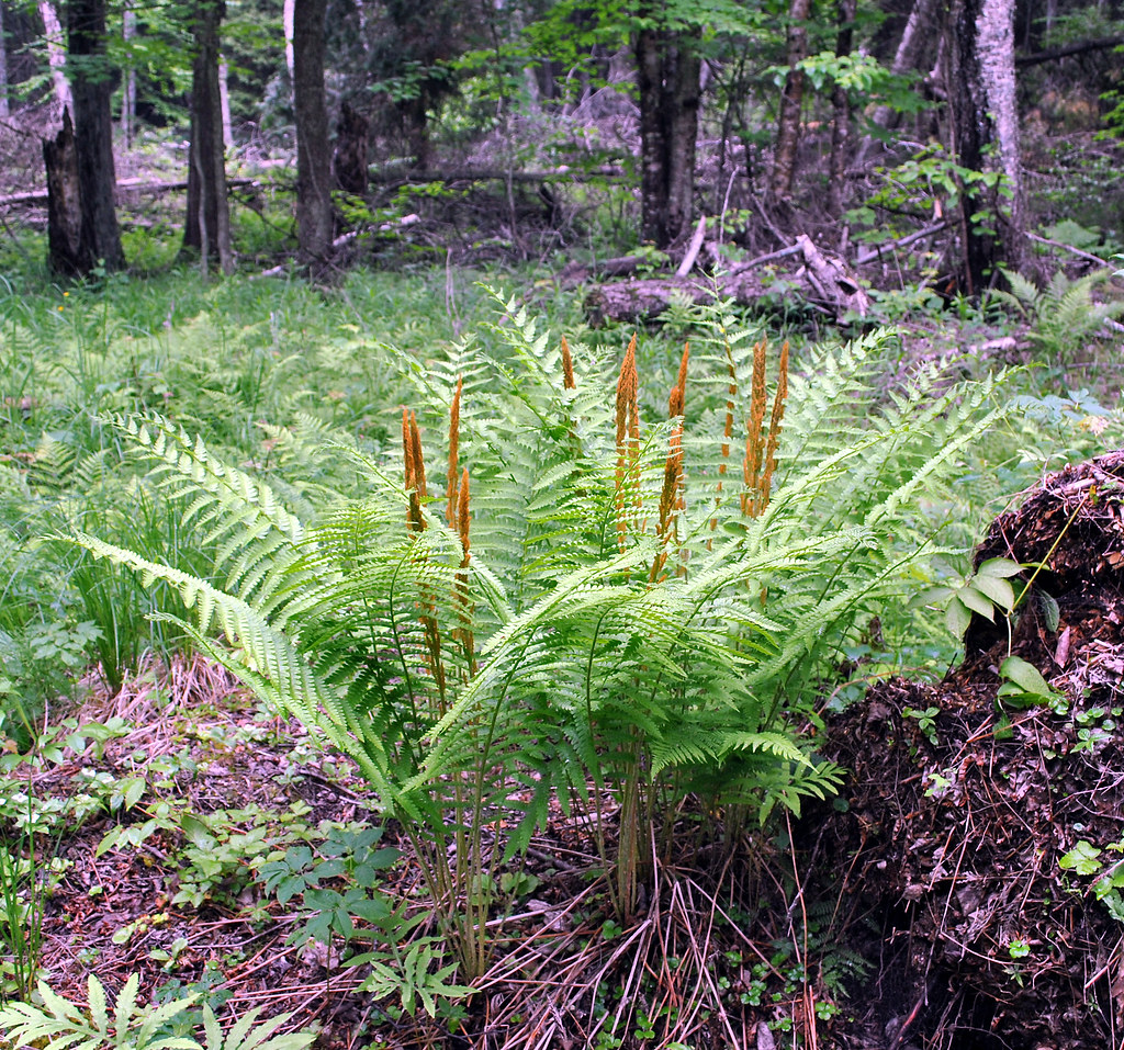 Osmundastrum cinnamomeum (Cinnamon Fern)
