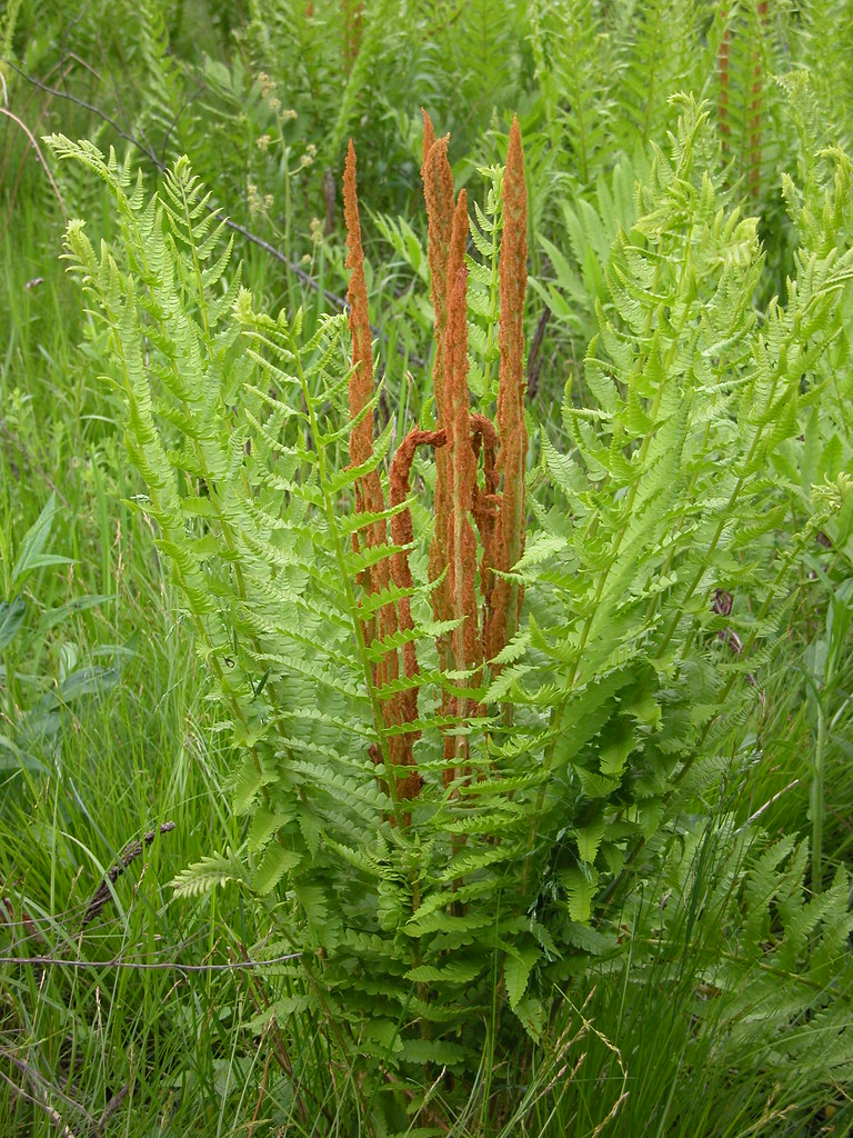 Osmundastrum cinnamomeum (Cinnamon Fern)
