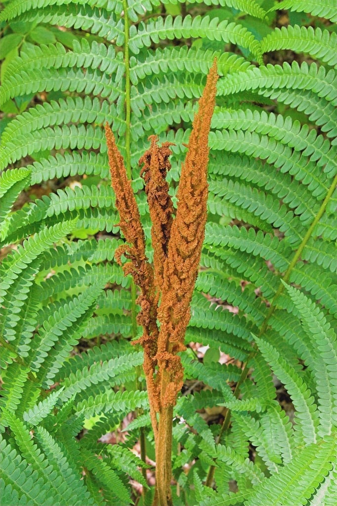 Osmundastrum cinnamomeum (Cinnamon Fern)