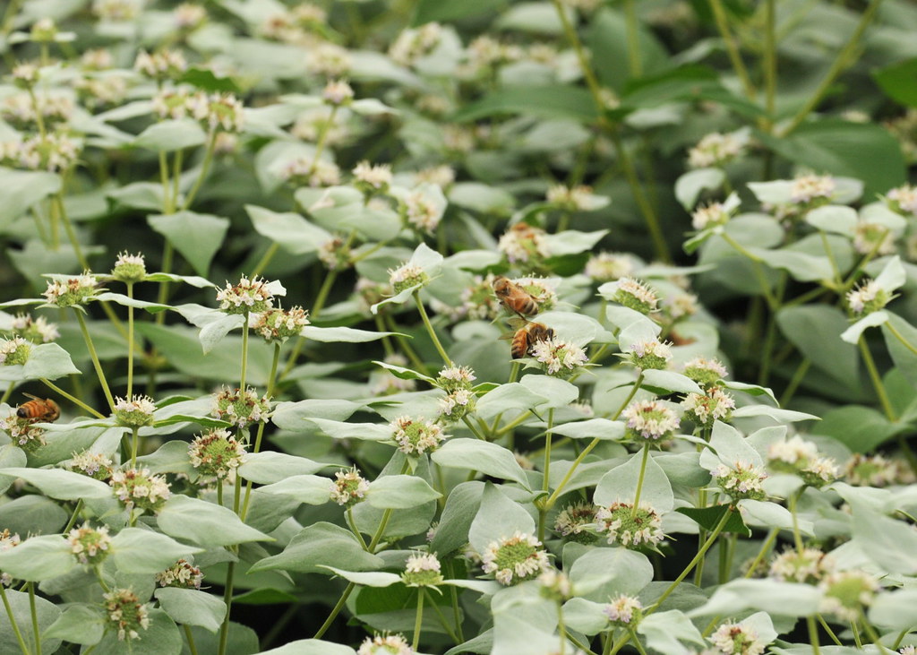 Pycnanthemum muticum (Blunt Mountain Mint)