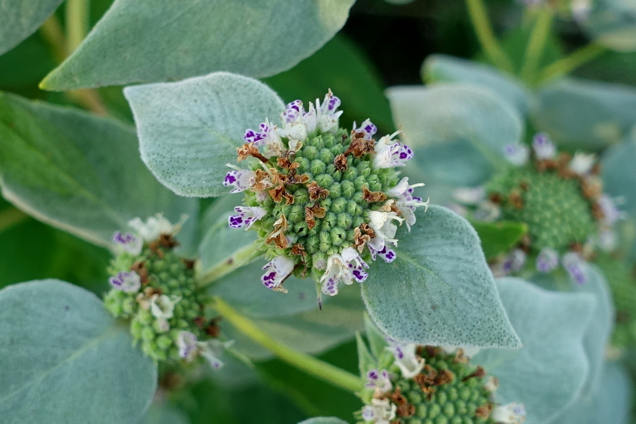 Pycnanthemum muticum (Blunt Mountain Mint)