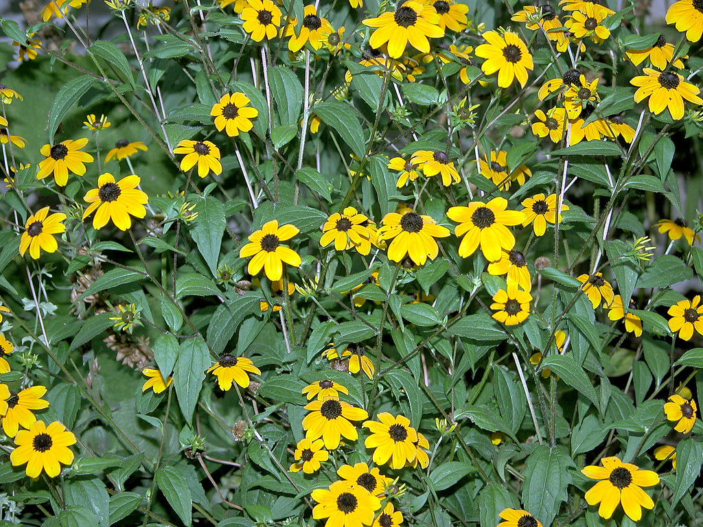 Rudbeckia triloba (Brown-Eyed Susan)