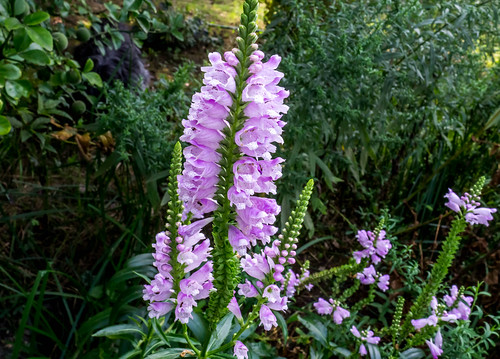 Physostegia virginiana (Obedient Plant)