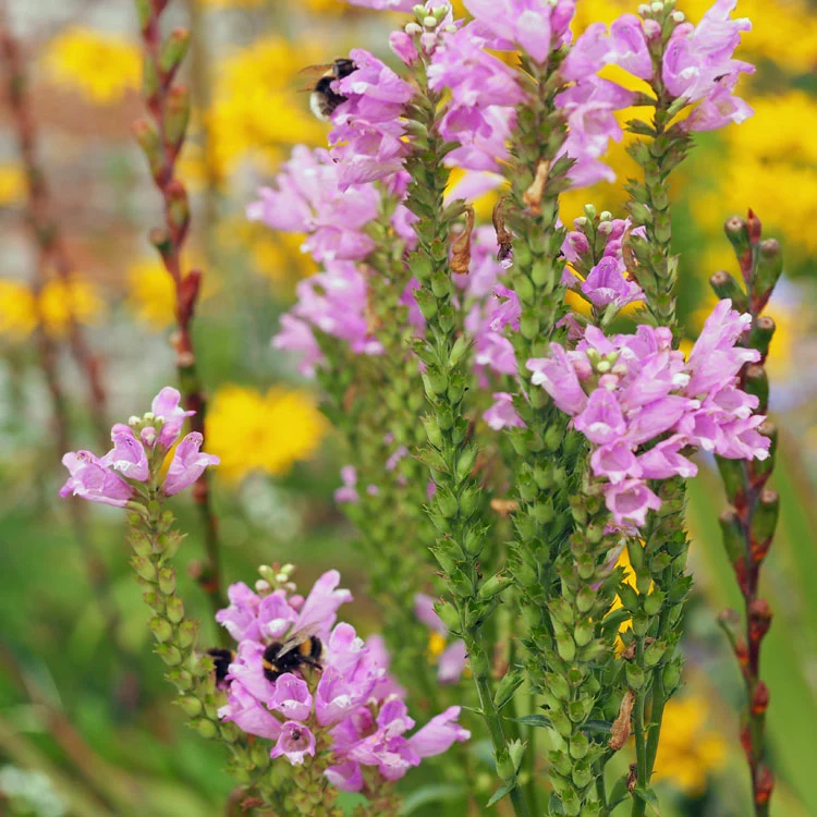 Physostegia virginiana (Obedient Plant)