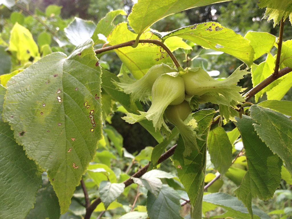 Corylus americana (American Hazelnut) 