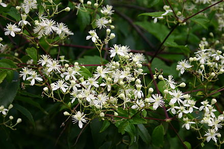 Clematis virginiana (Virgin's Bower)