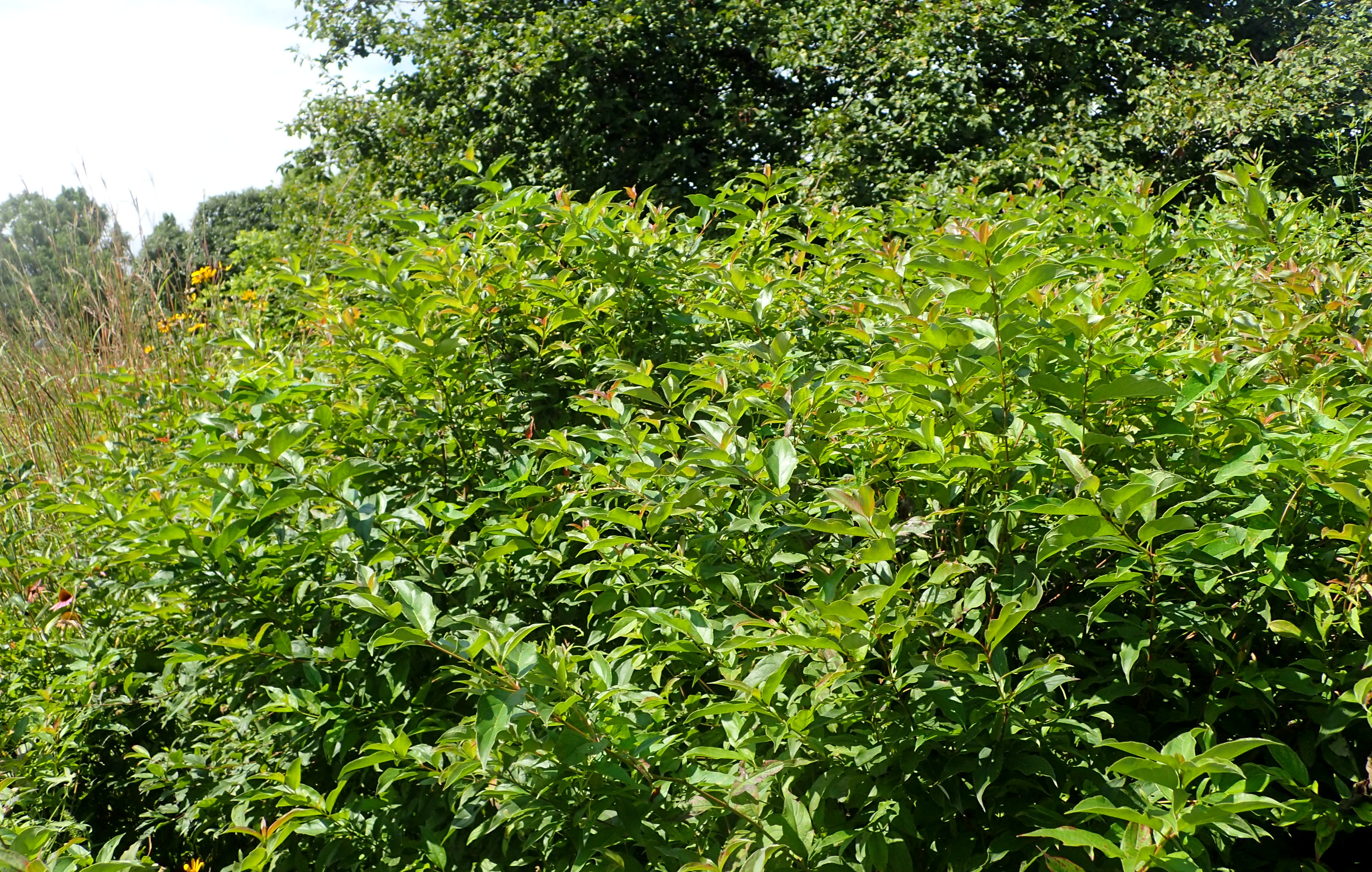 Cornus racemosa (Gray Dogwood)