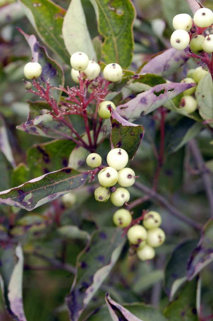 Cornus racemosa (Gray Dogwood)