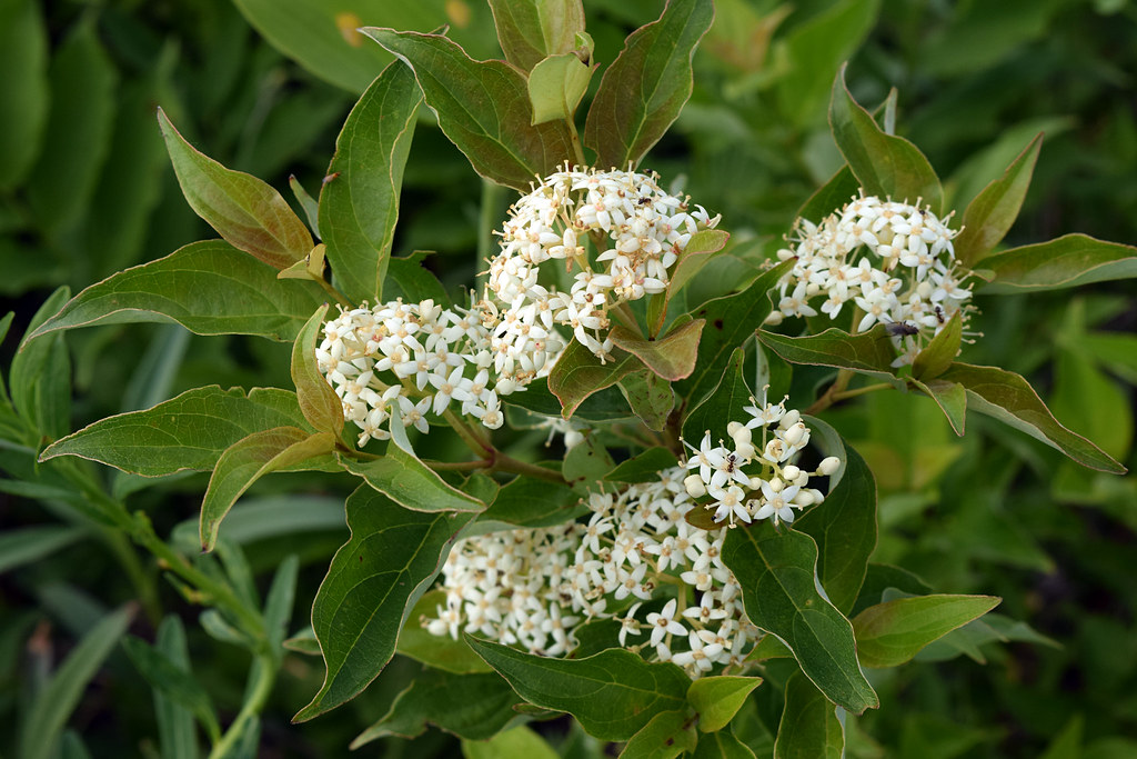 Cornus racemosa (Gray Dogwood)