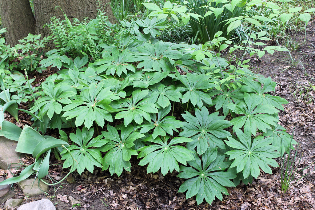 Podophyllum peltatum (Mayapple)