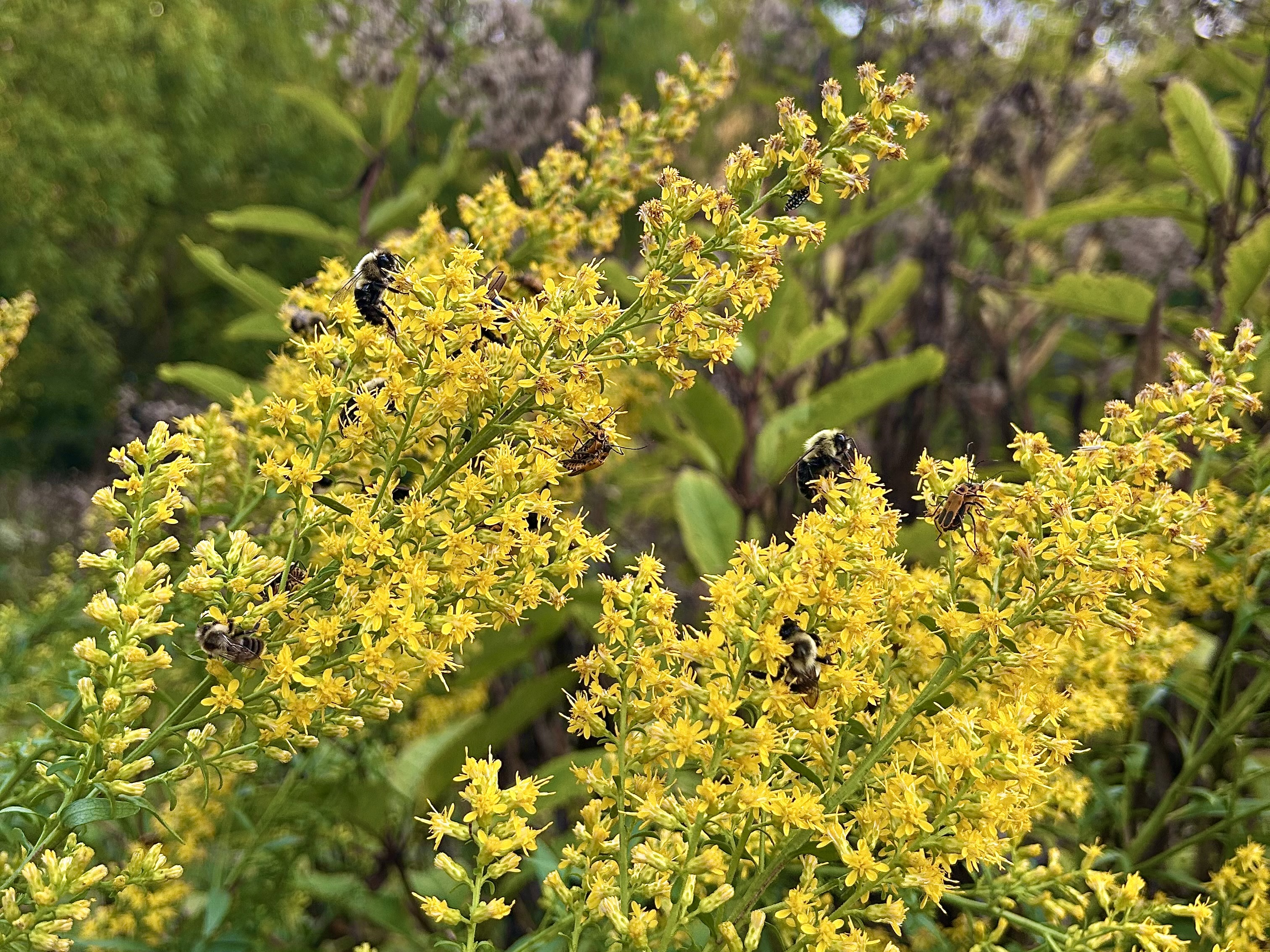 Solidago speciosa (Showy Goldenrod)