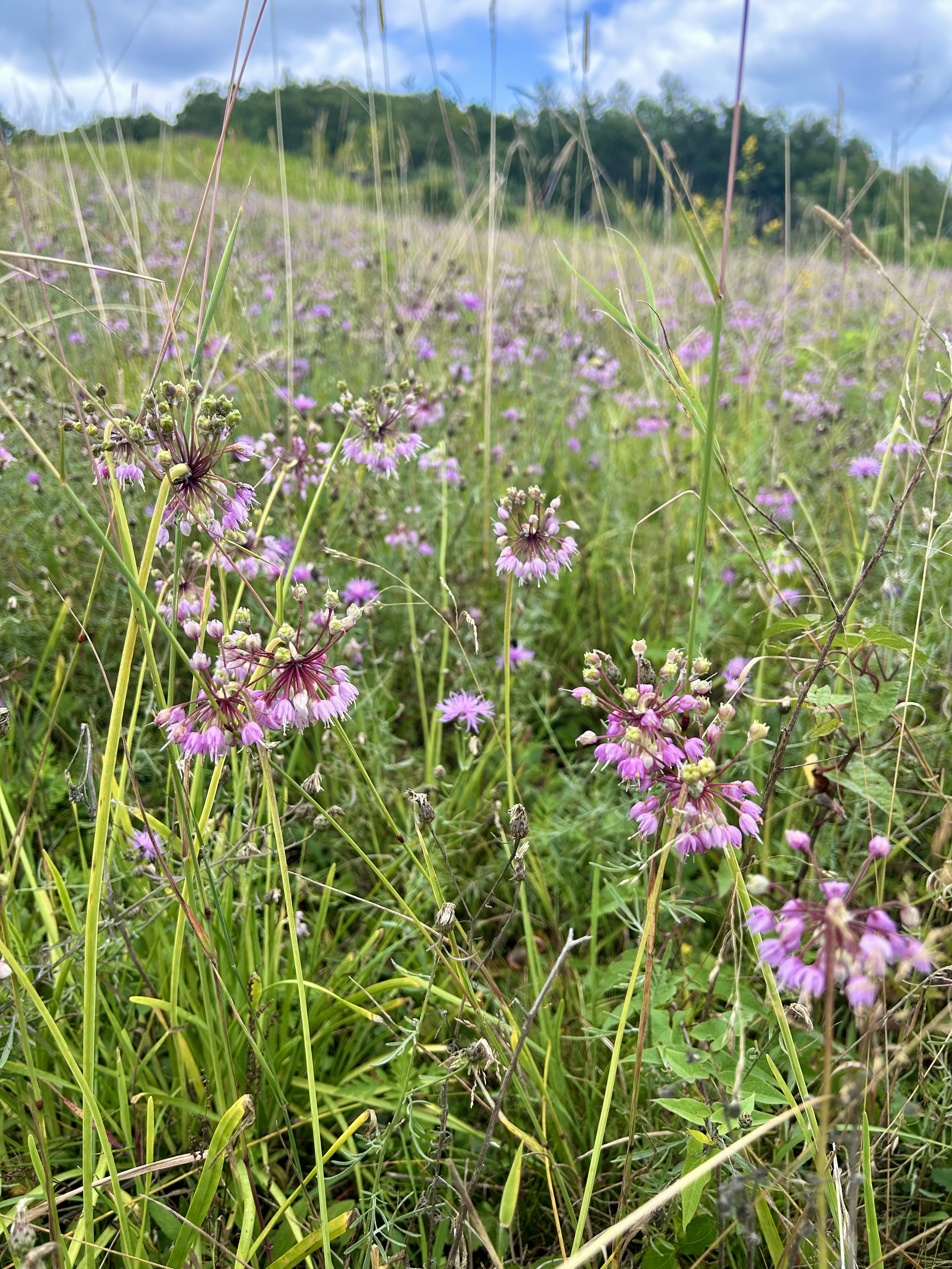 Allium cernuum (Nodding Onion)