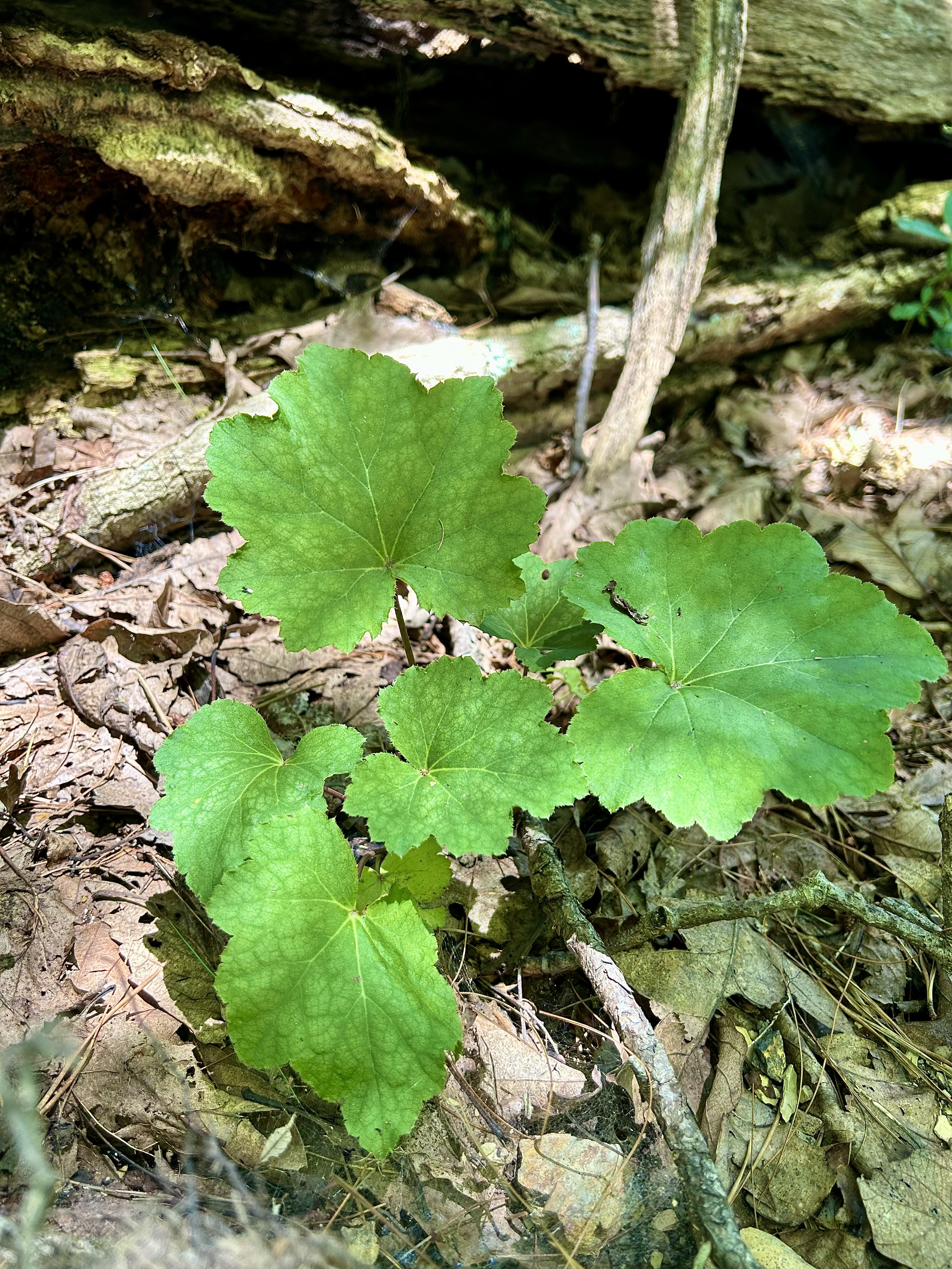 Heuchera americana (Coral Bells)