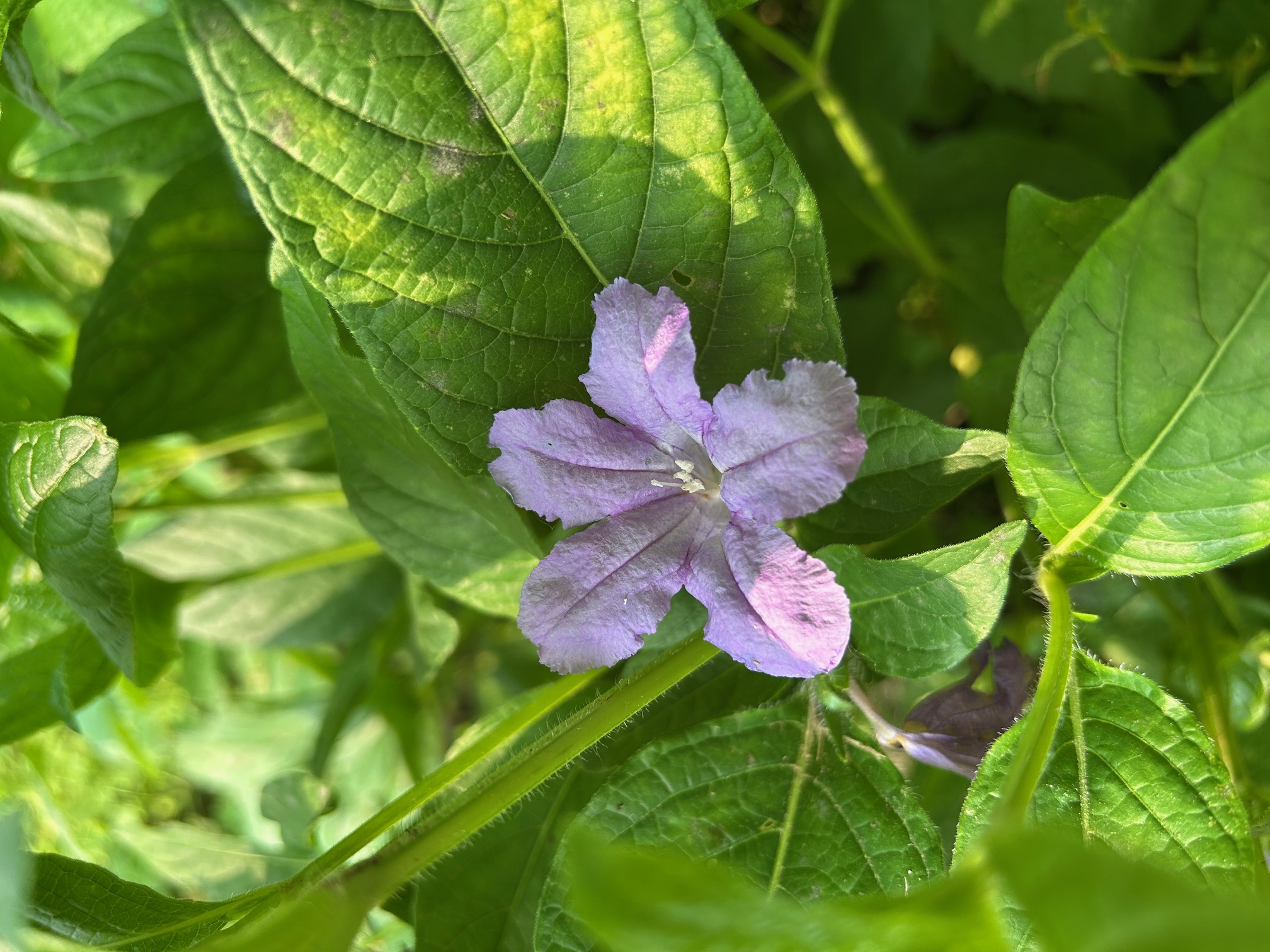 Ruellia humilis (Wild Petunia)