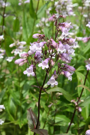 Penstemon laevigatus (Smooth Beardtongue)