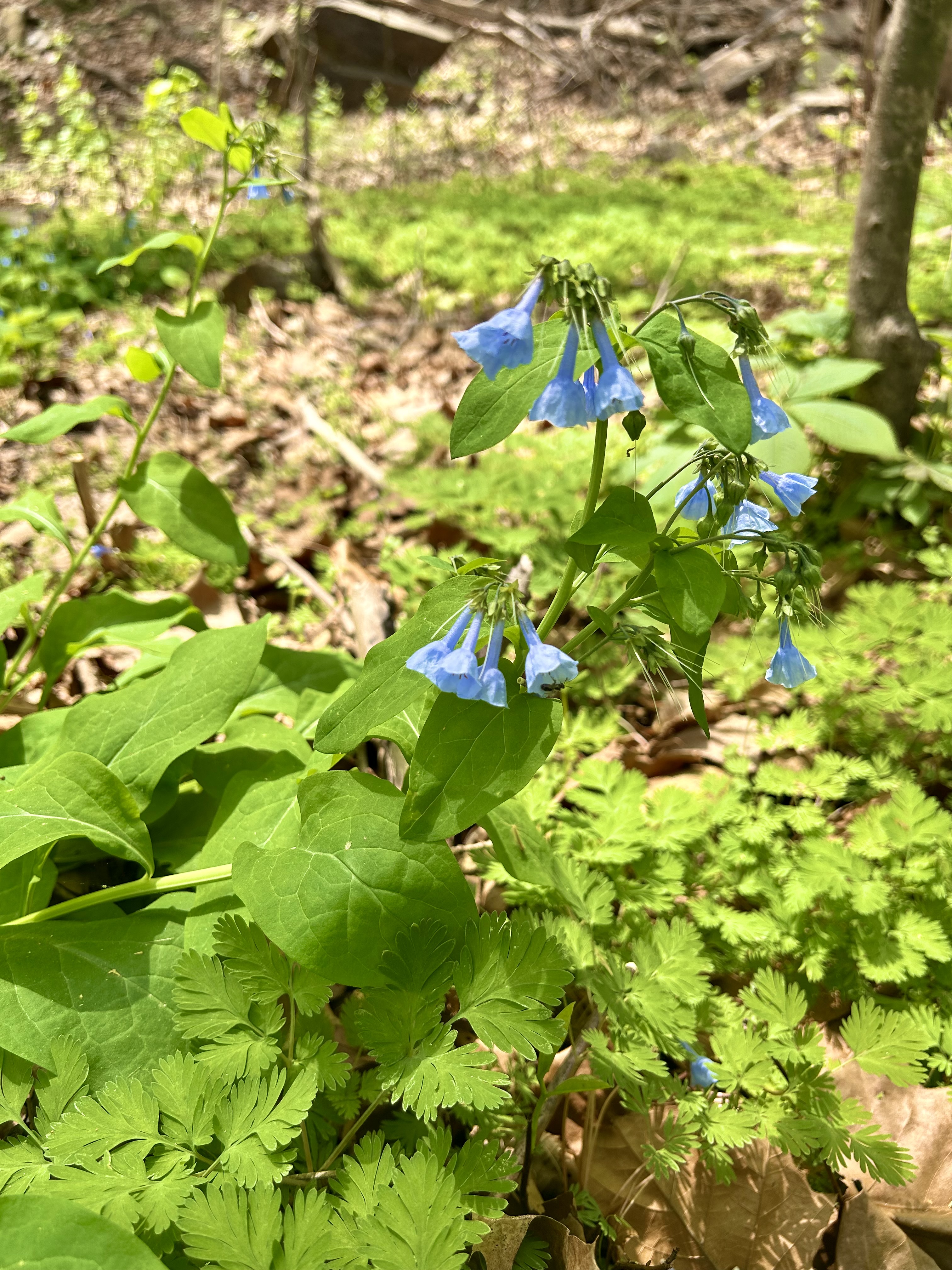 Mertensia virginica (Virginia Bluebells)