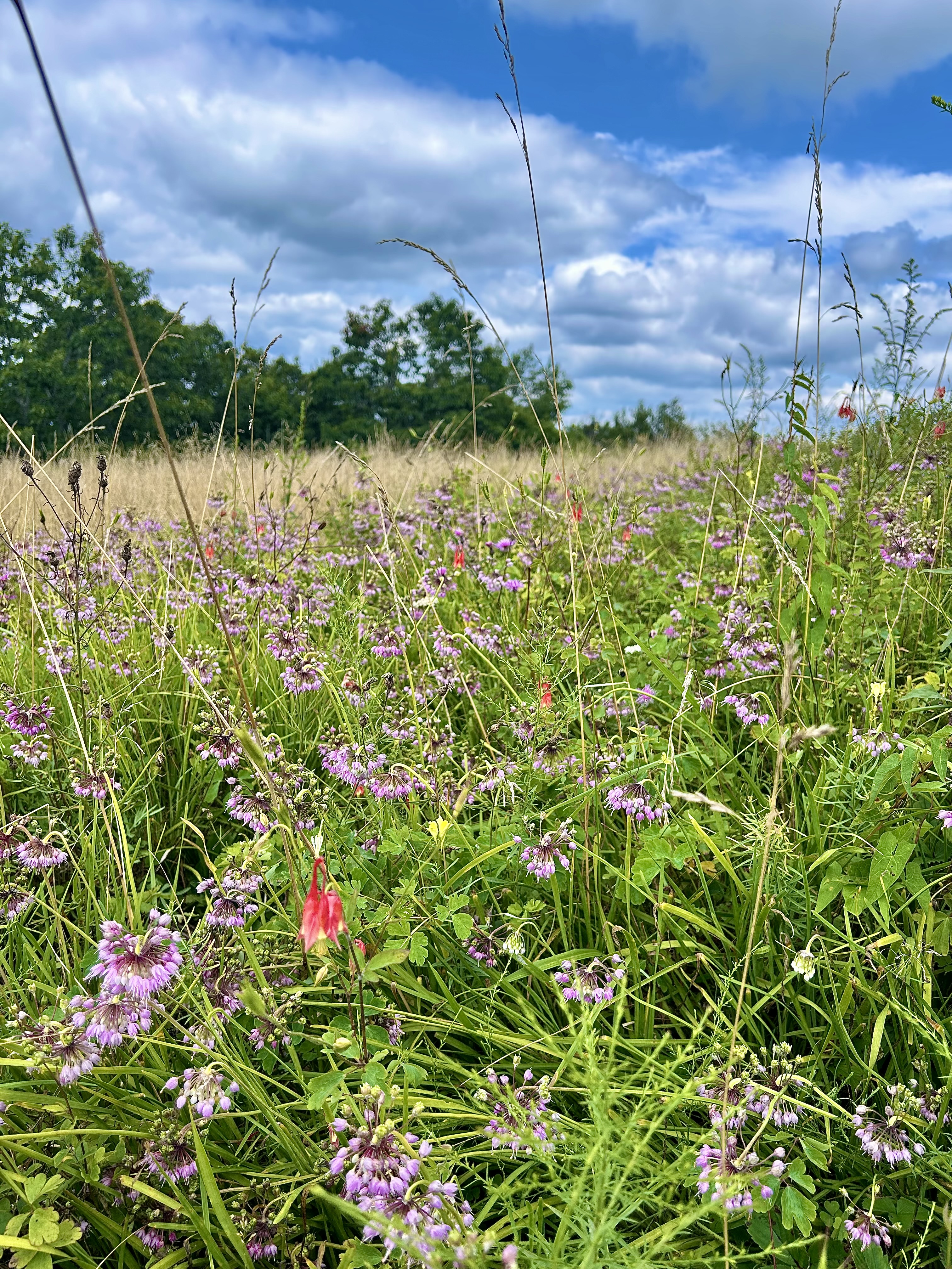 Allium cernuum (Nodding Onion)