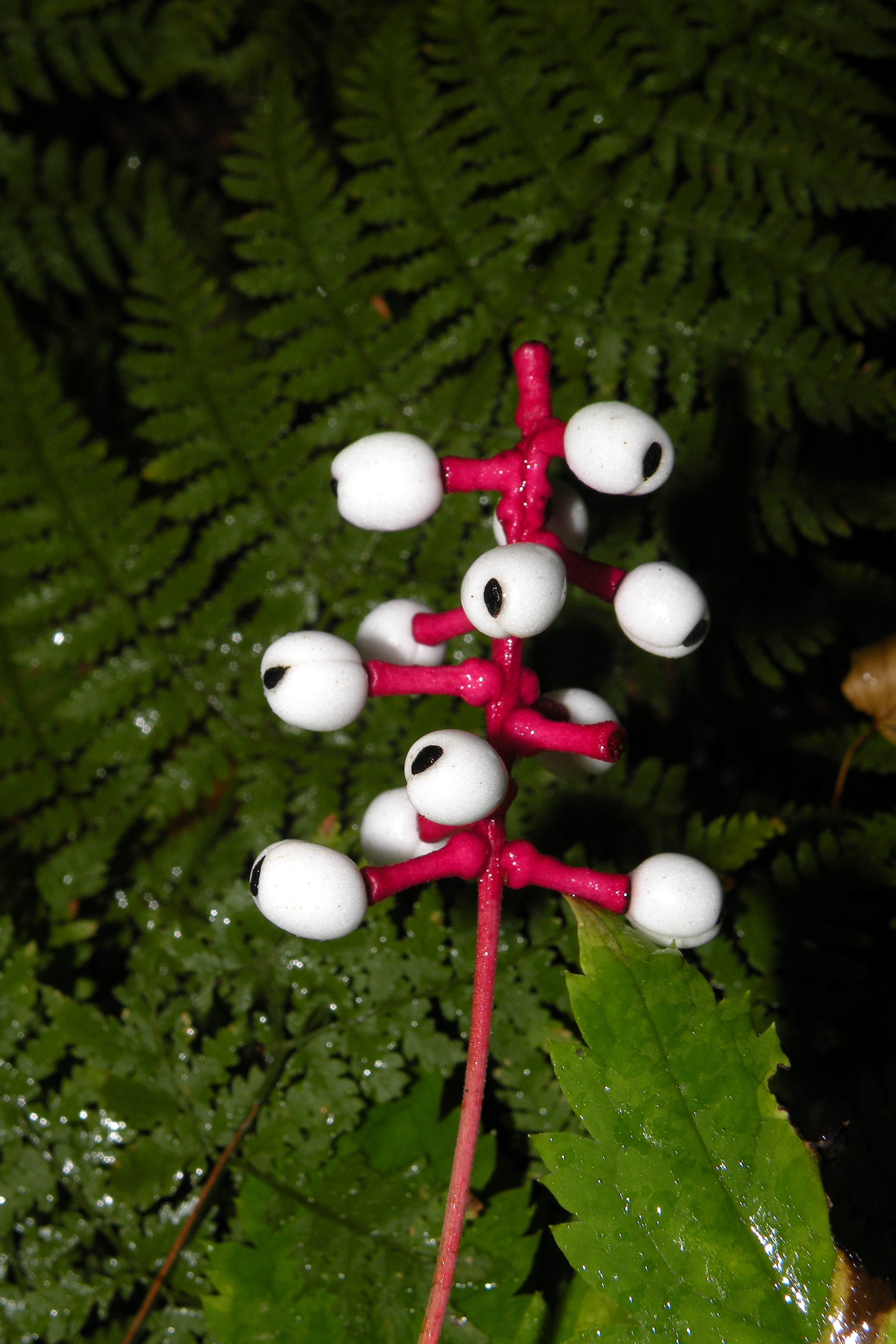 Actaea pachypoda (White Baneberry)